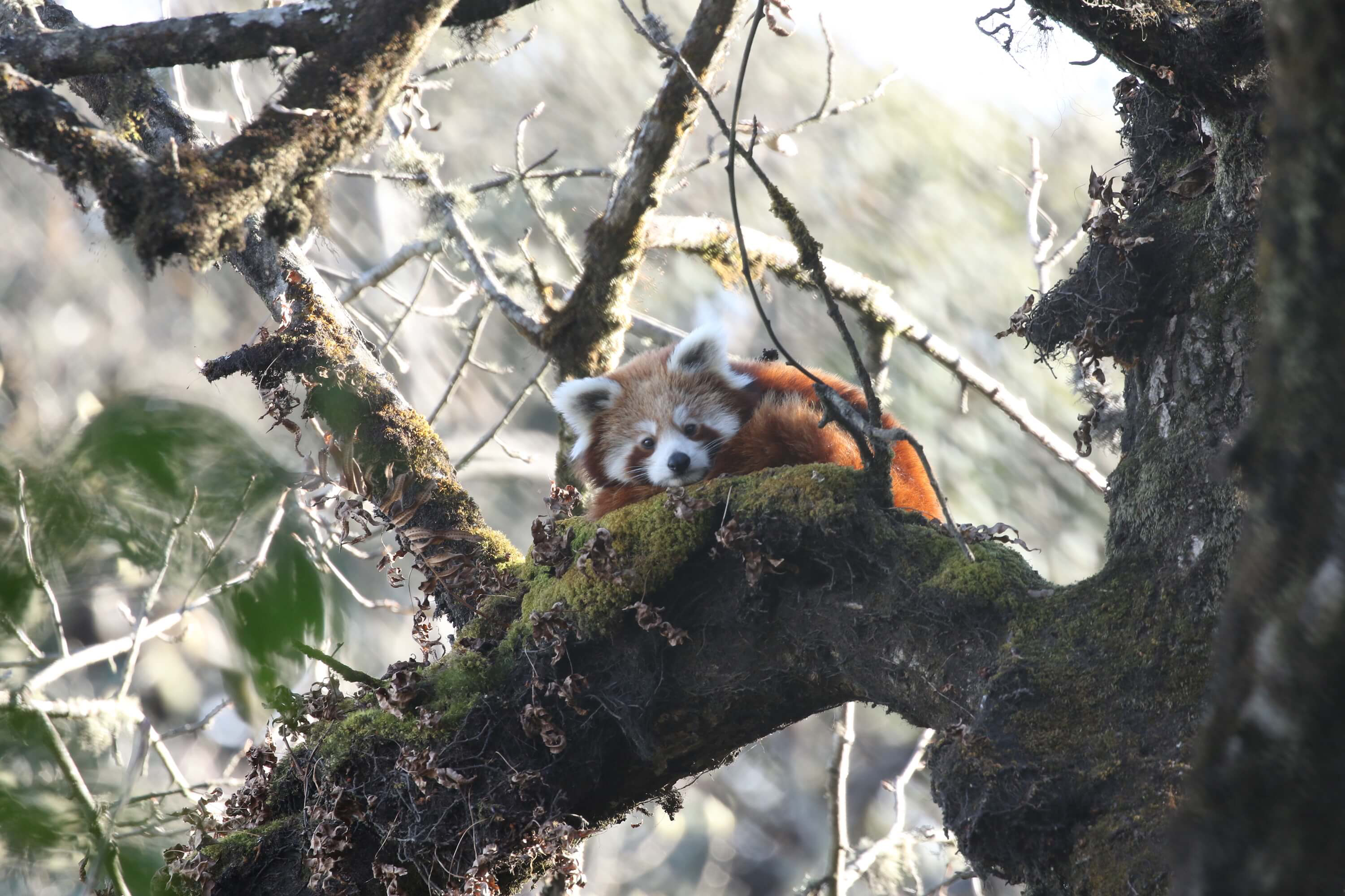 Red Panda in Nepal