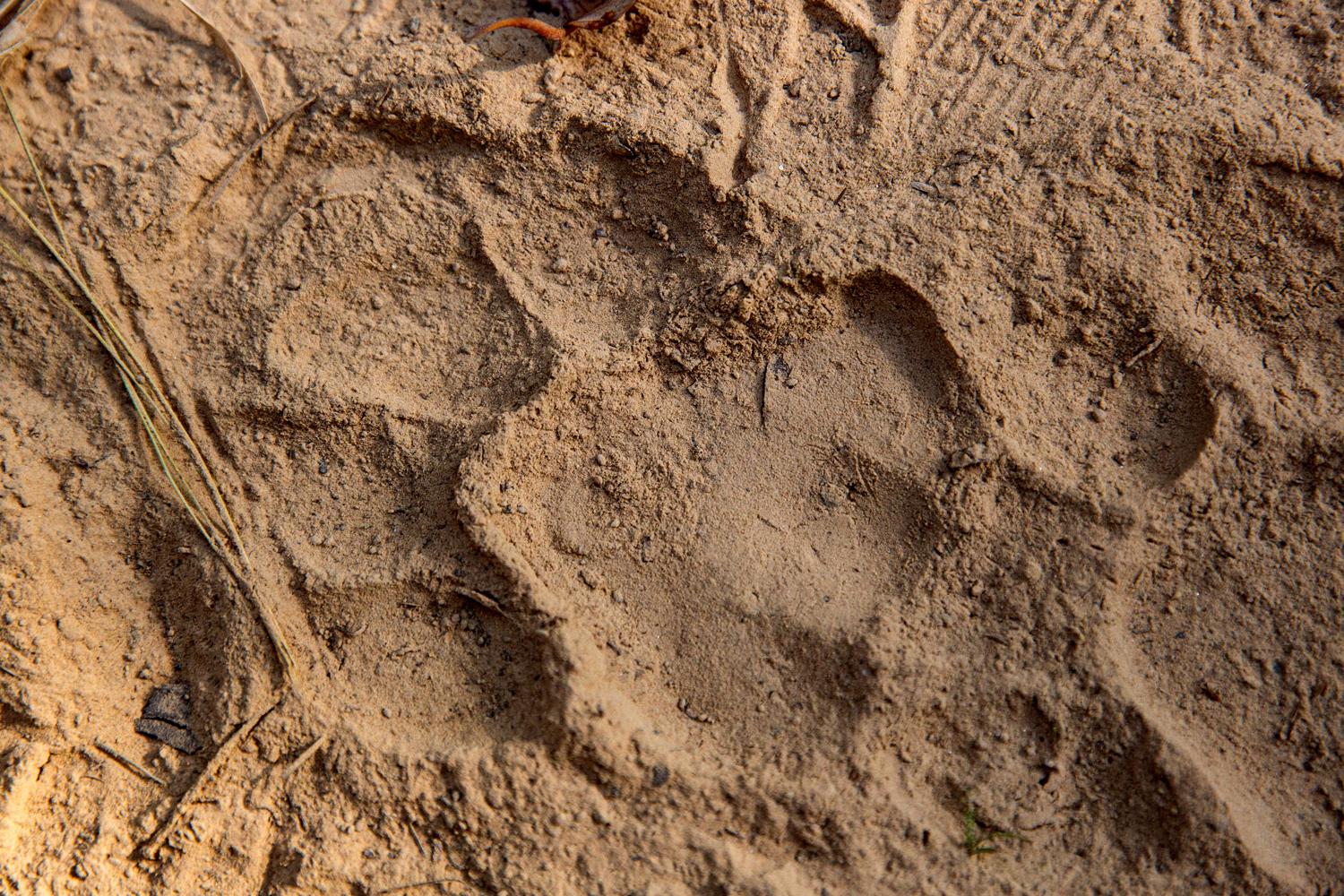 Tiger paws