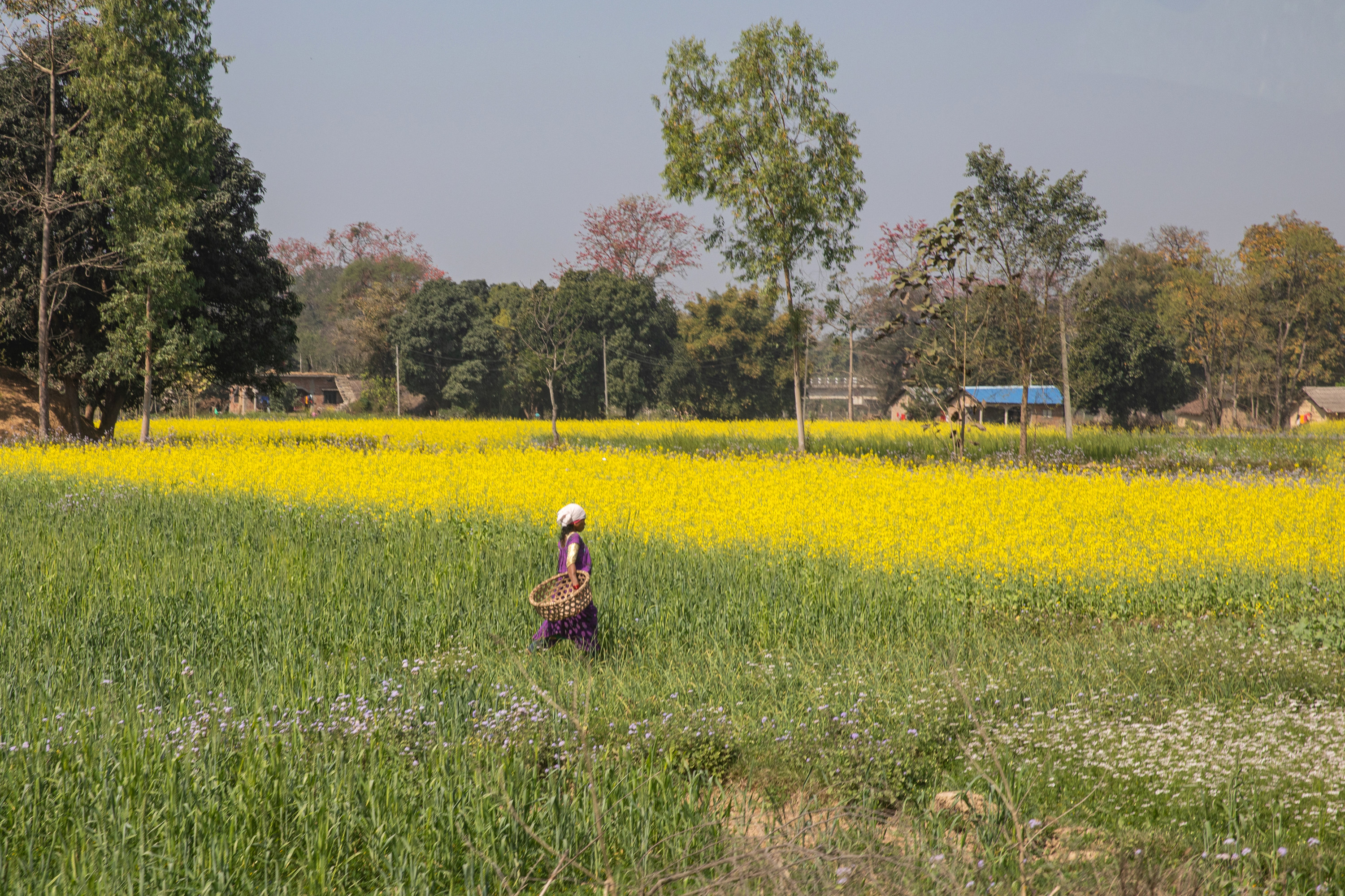 Mustard field in Tarai
