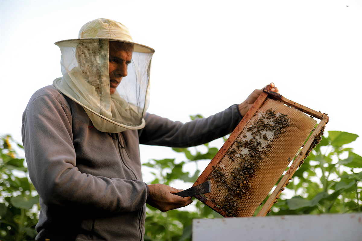 organic farming in Nepal