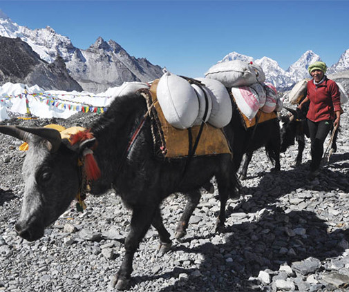 Yaks NT