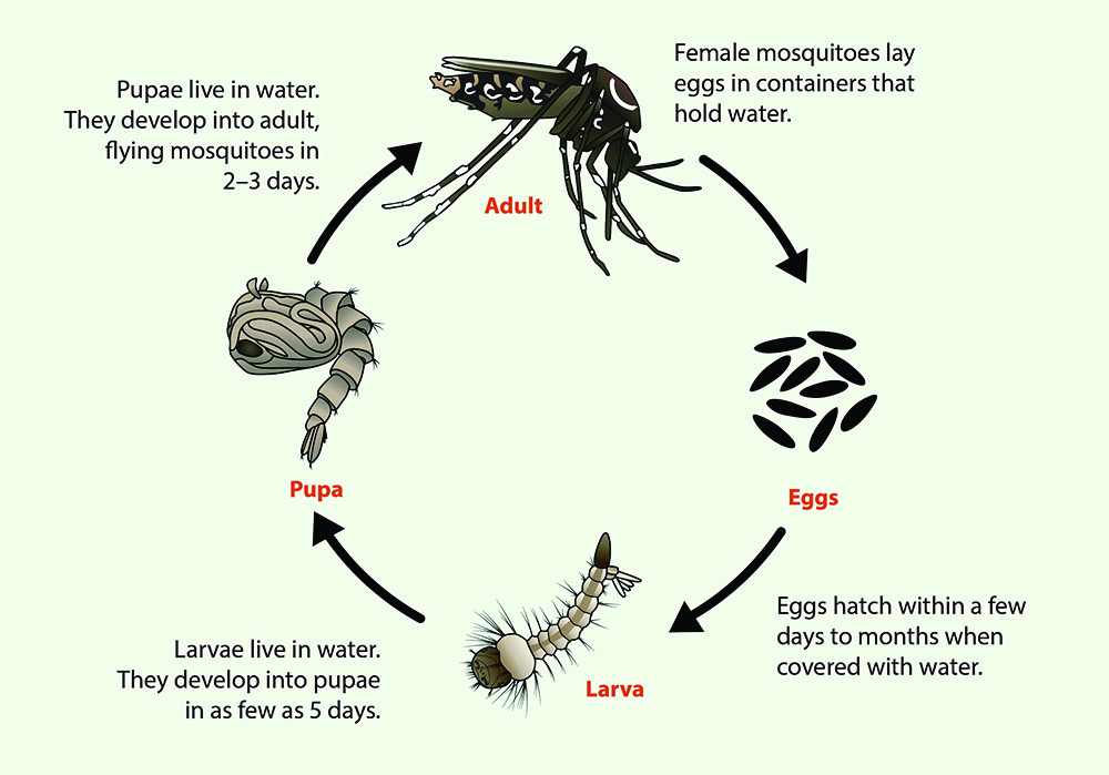 dengue