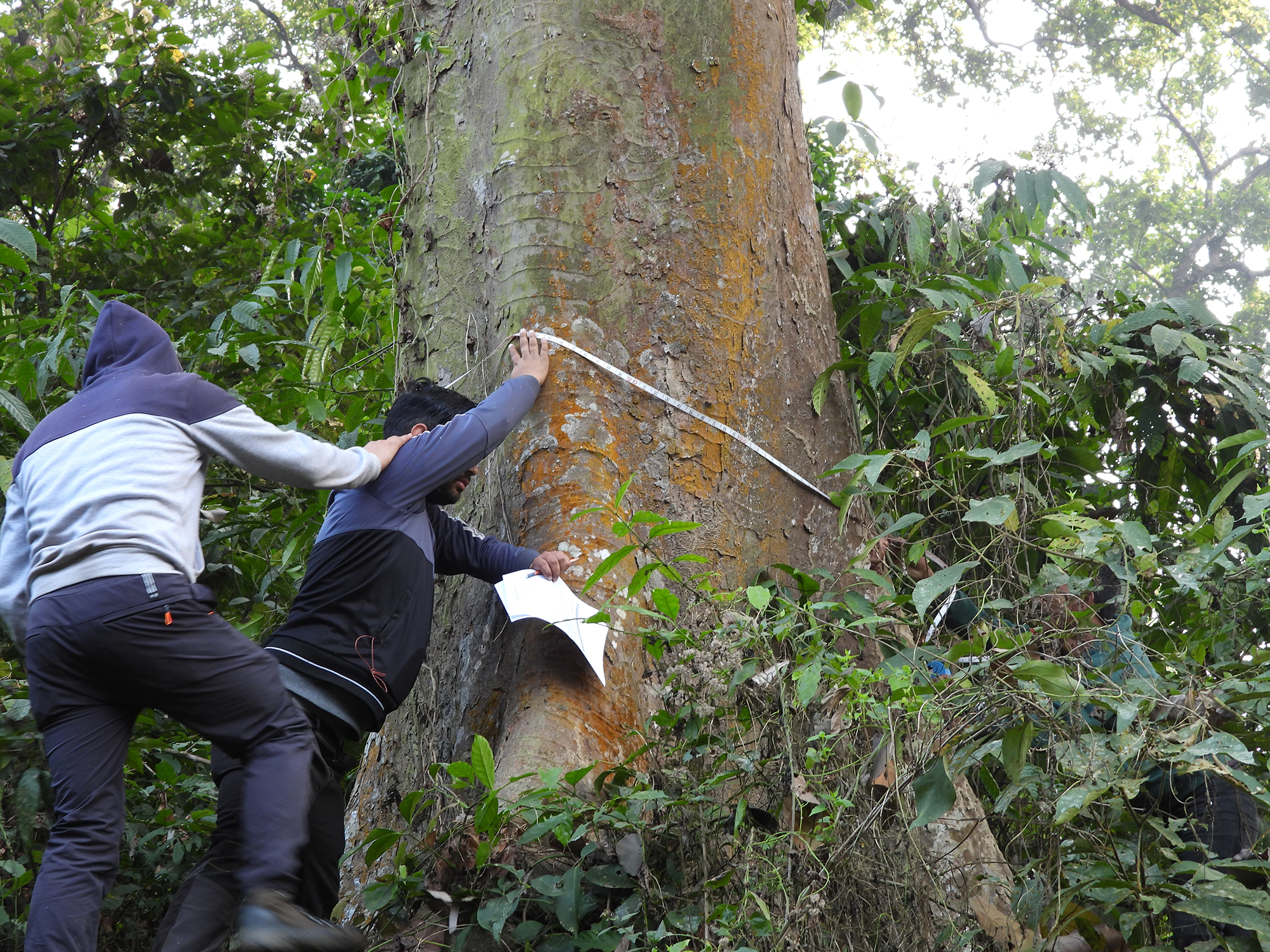 Seeing the forest and trees in Nepal