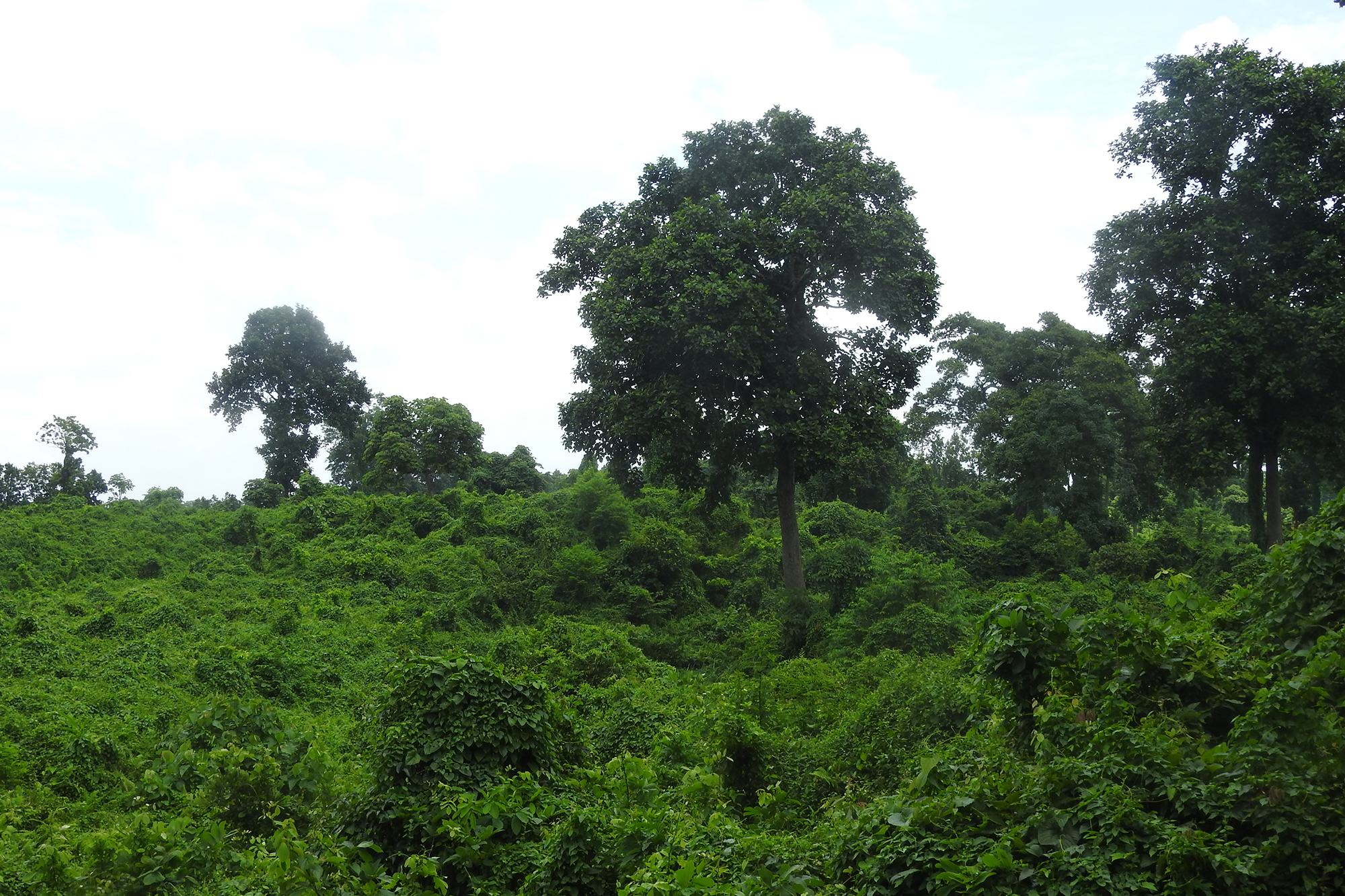 Seeing the forest and trees in Nepal