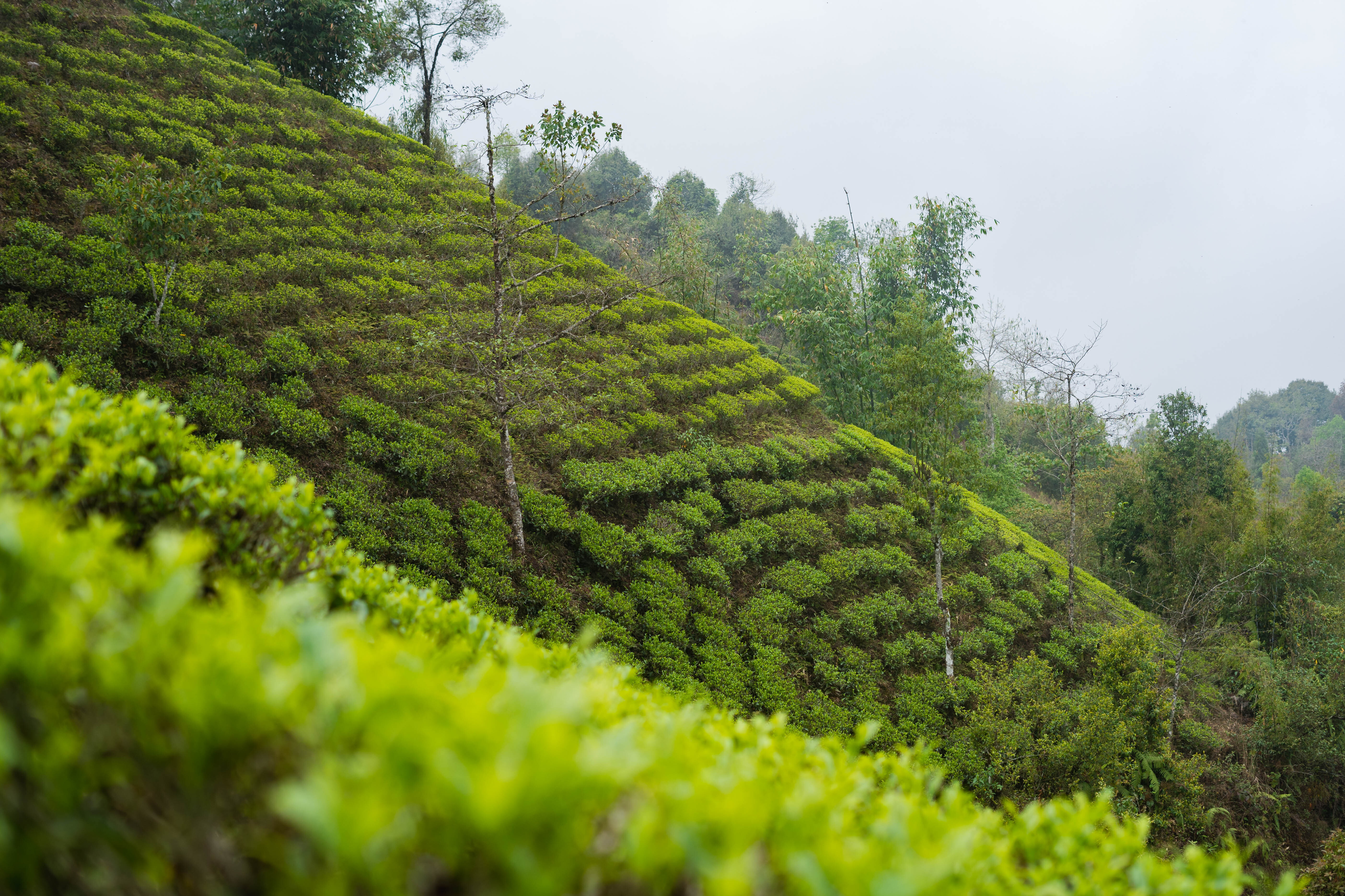 Nepali orthodox tea