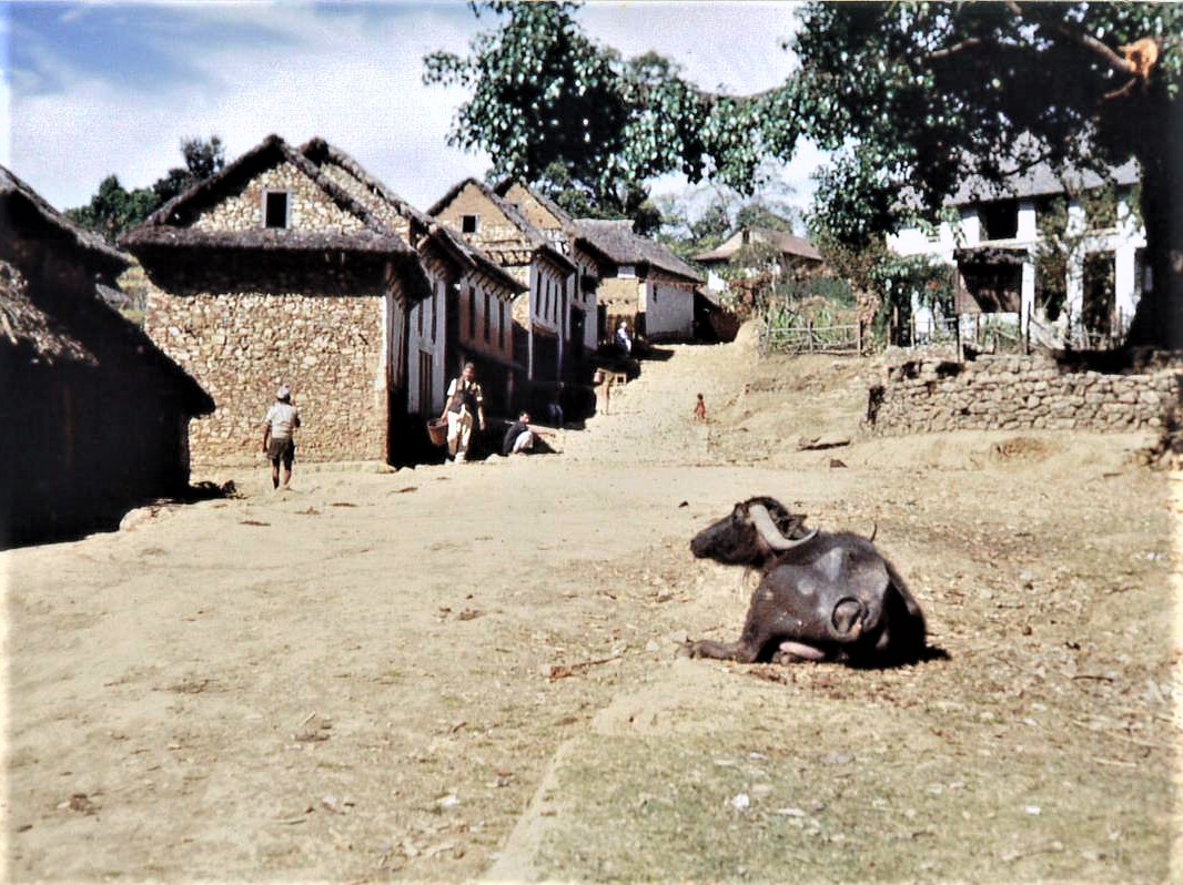 Dhading 1966 NT