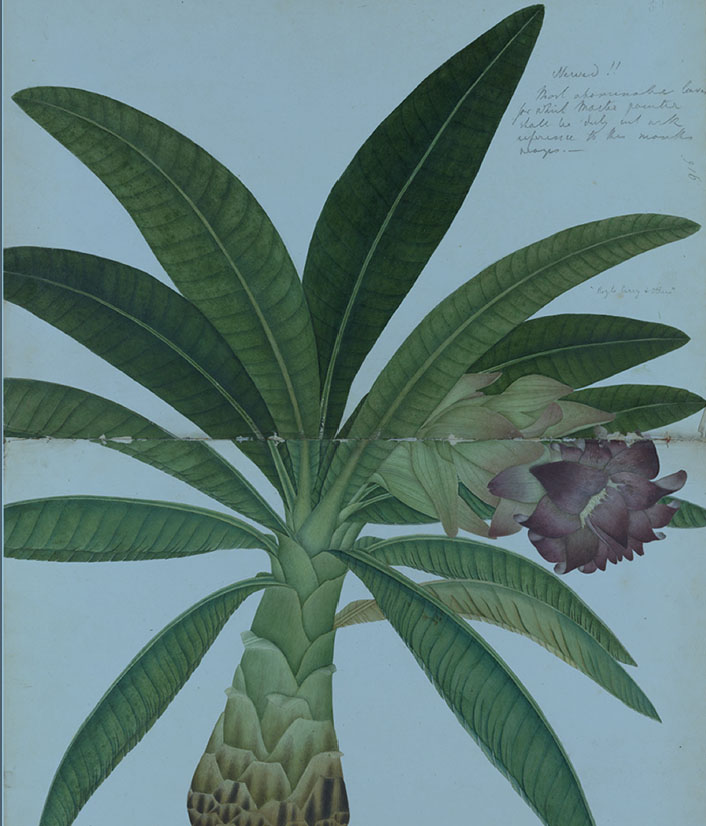 Wallich's drawing