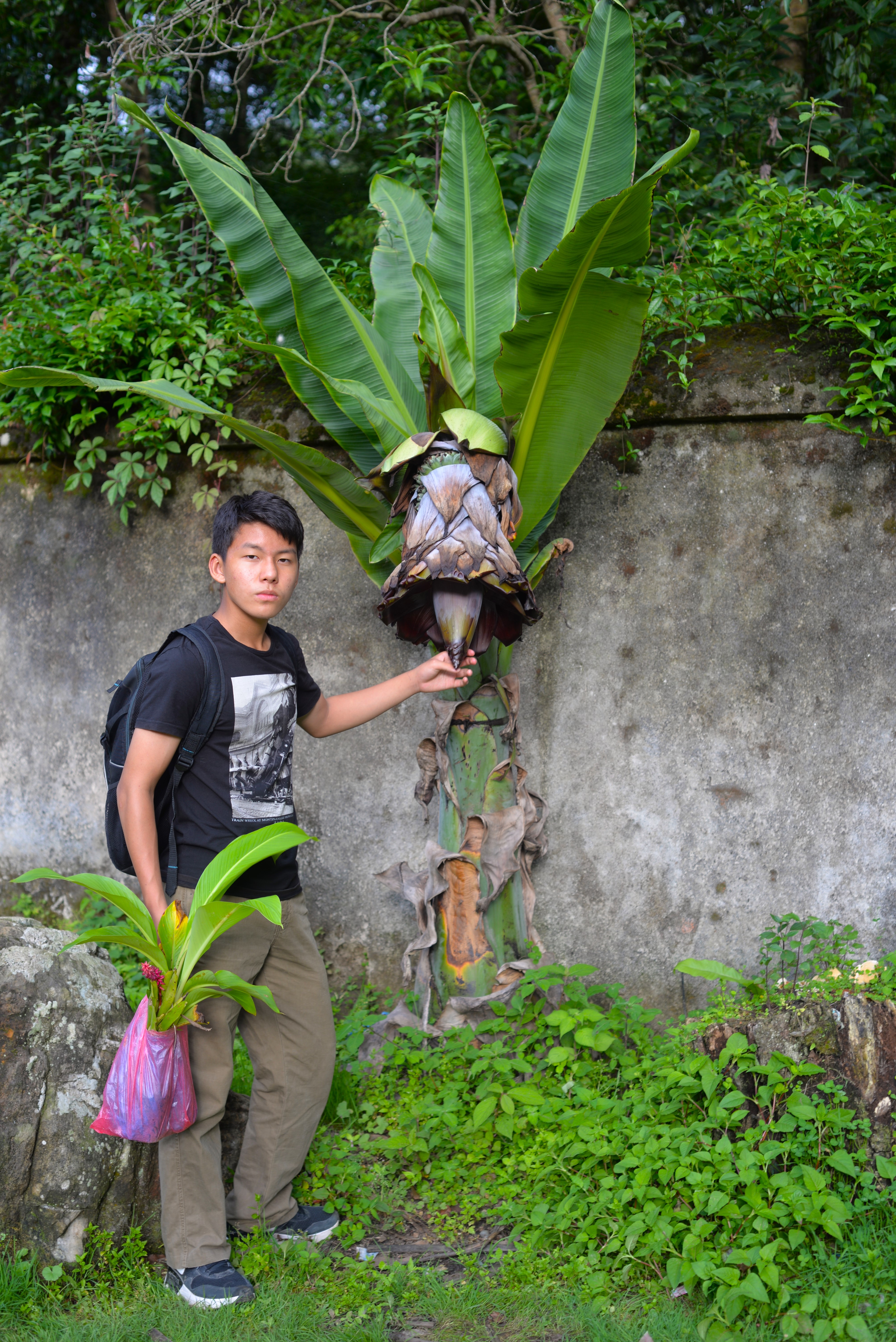 wild banana