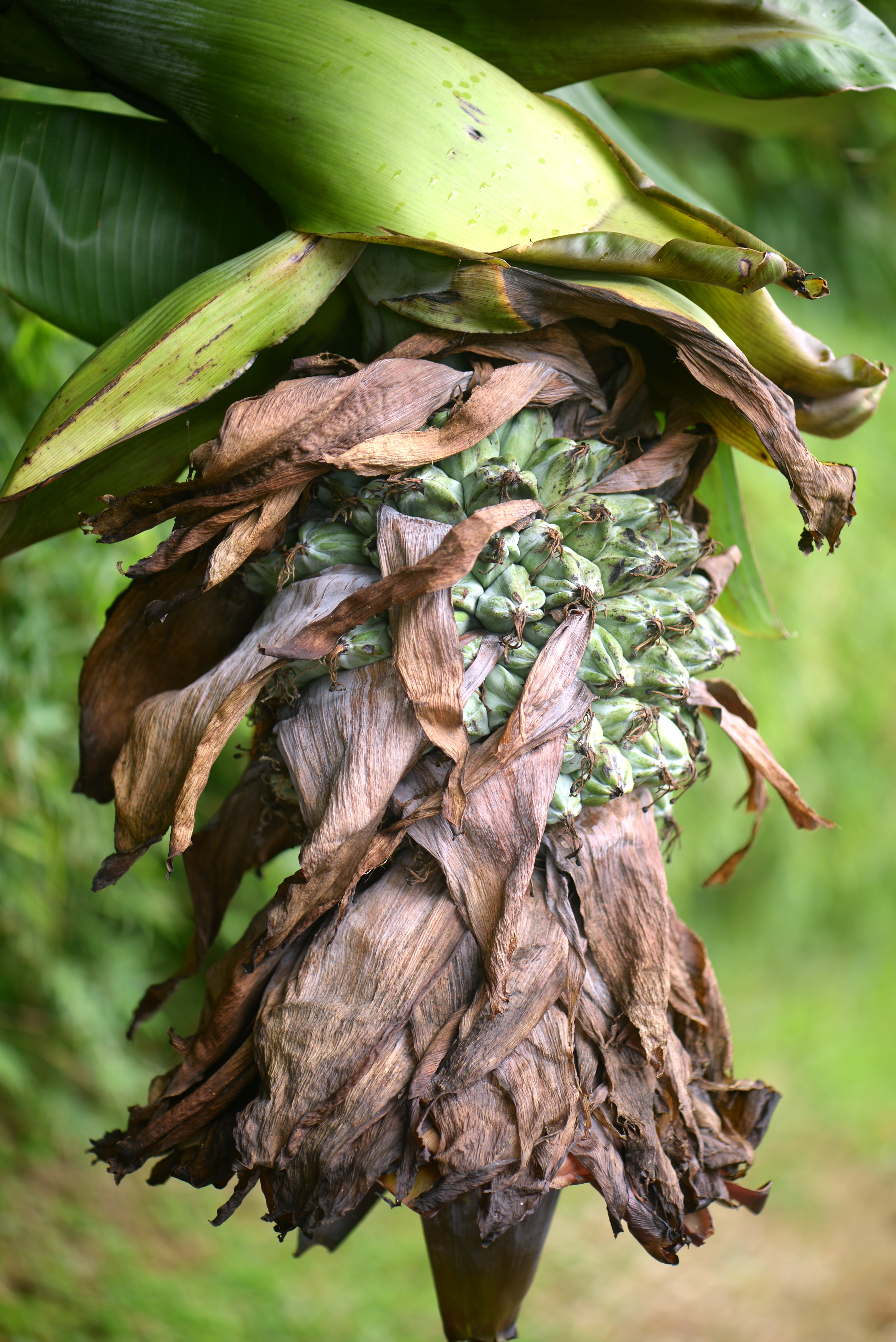 wild banana