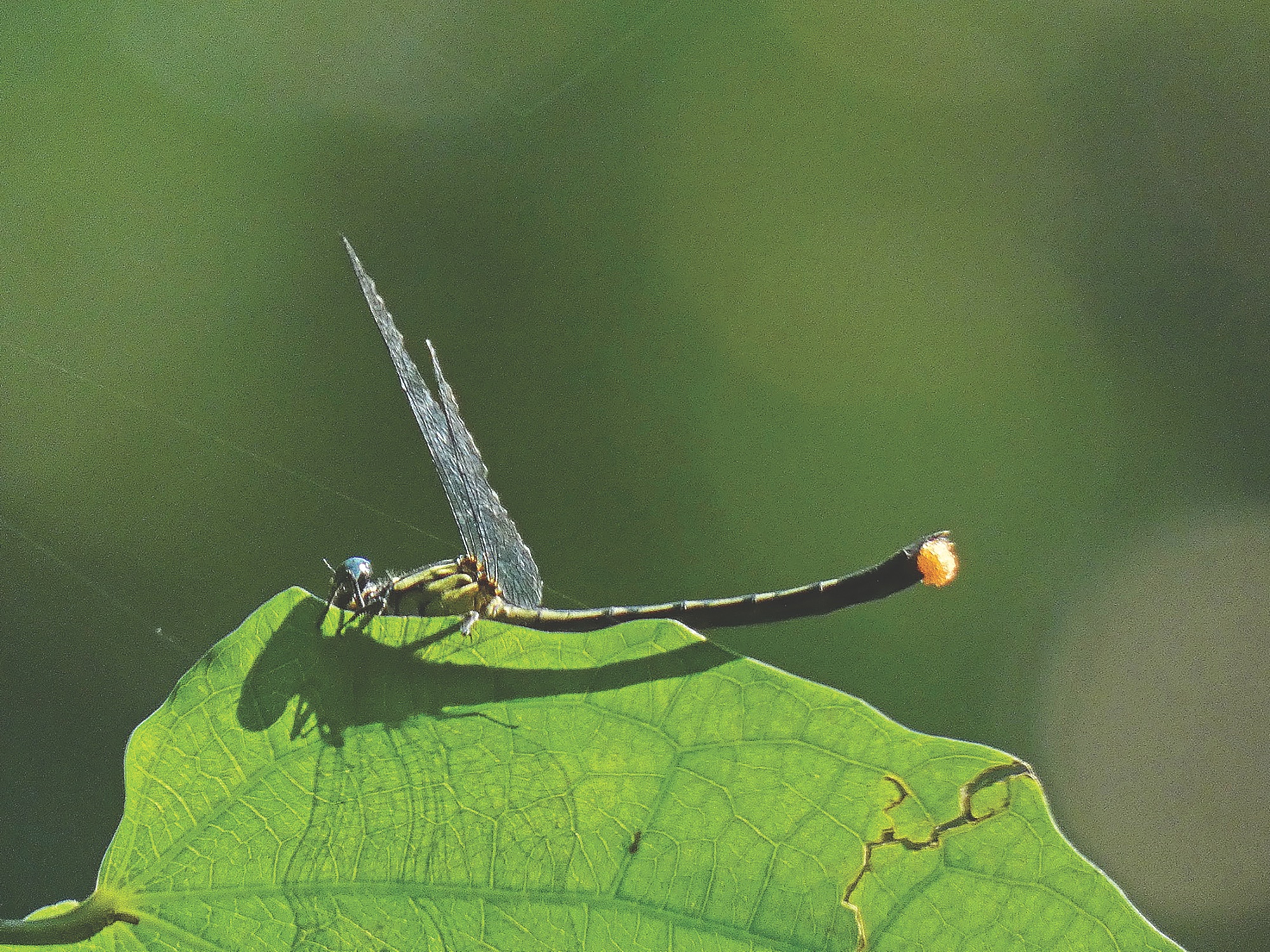 Dragonfly NT