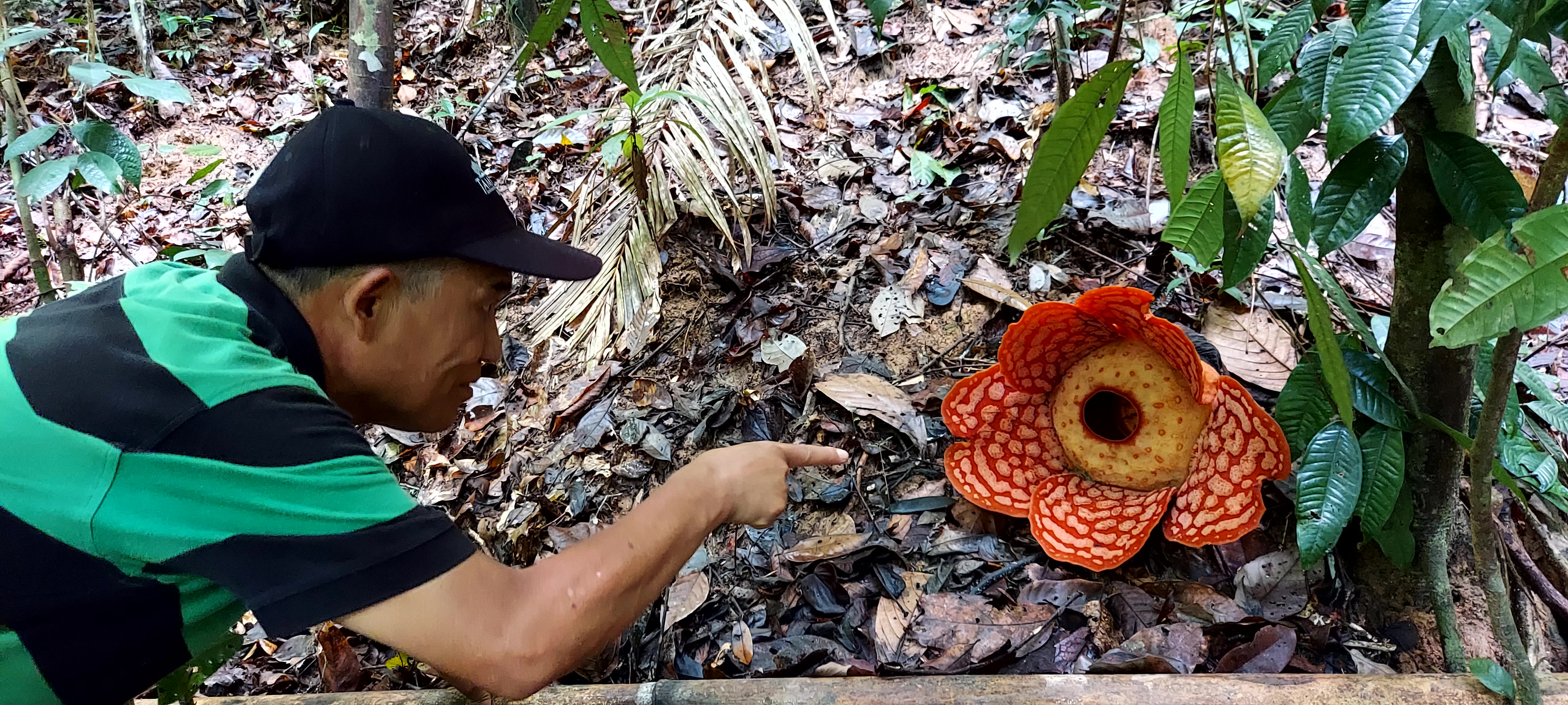 Rafflesia flower