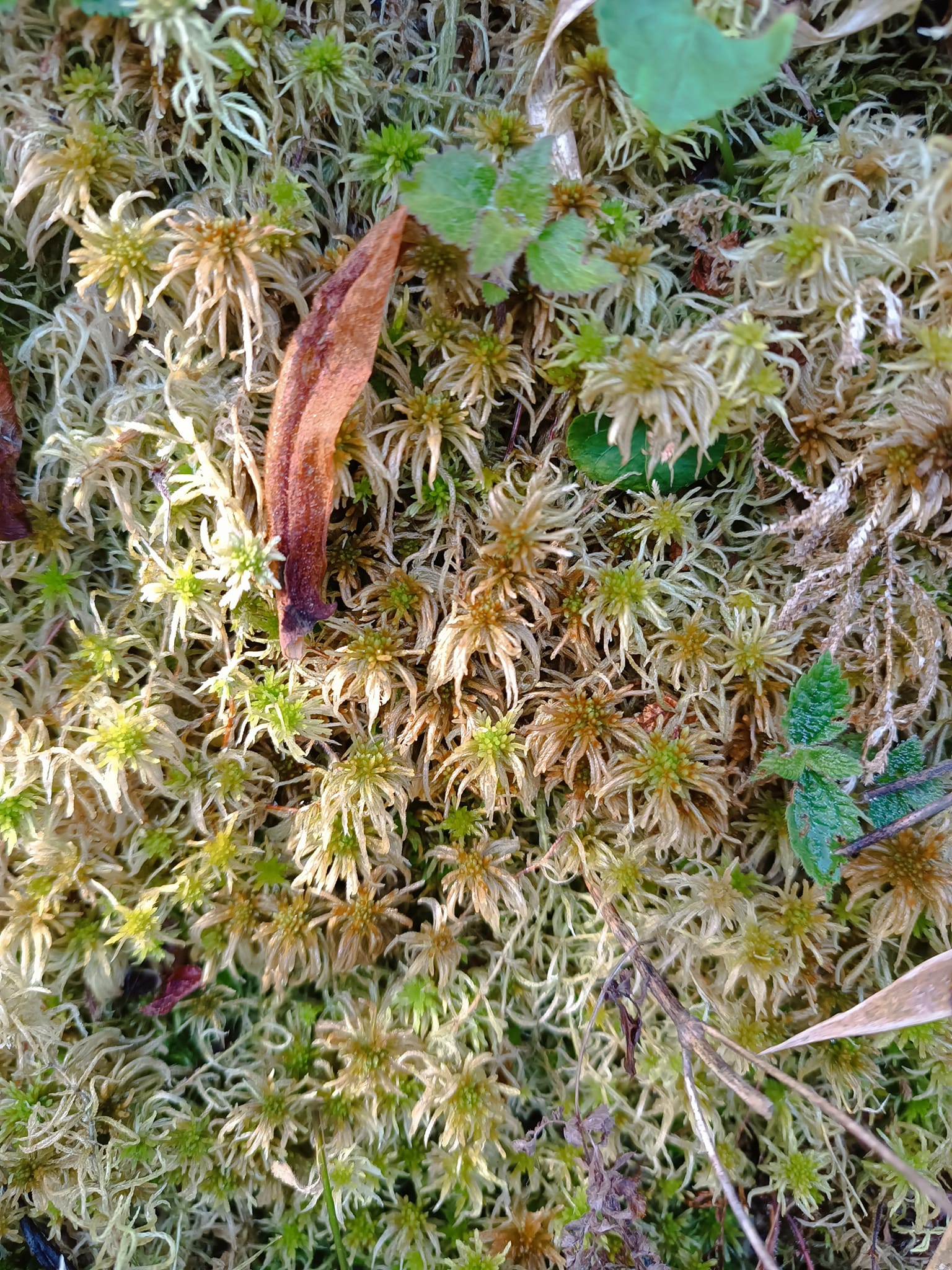 Lets not forget moss NT