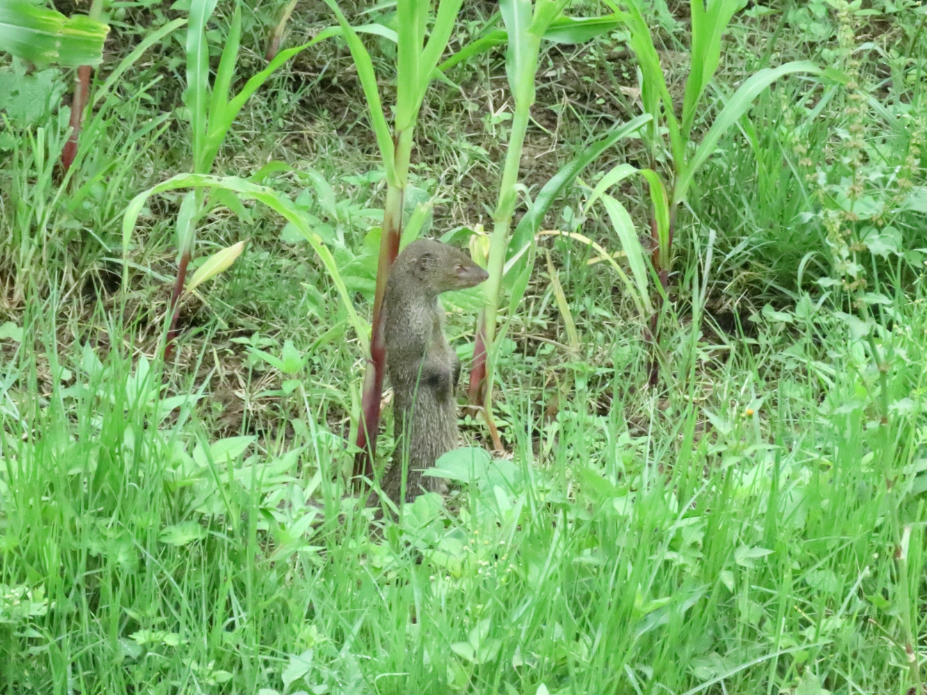 Where wild things are