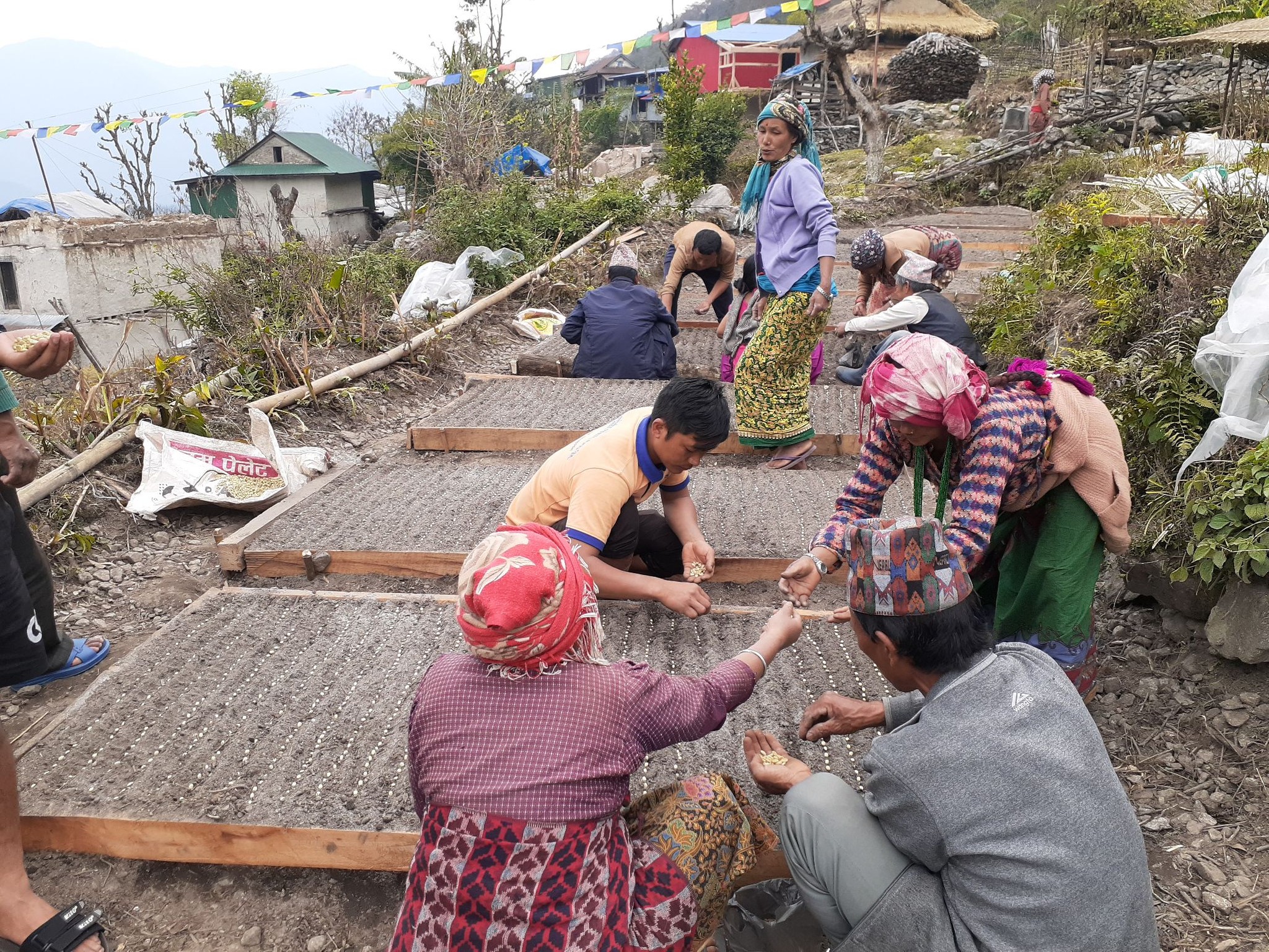 Coffee in eastern Nepal
