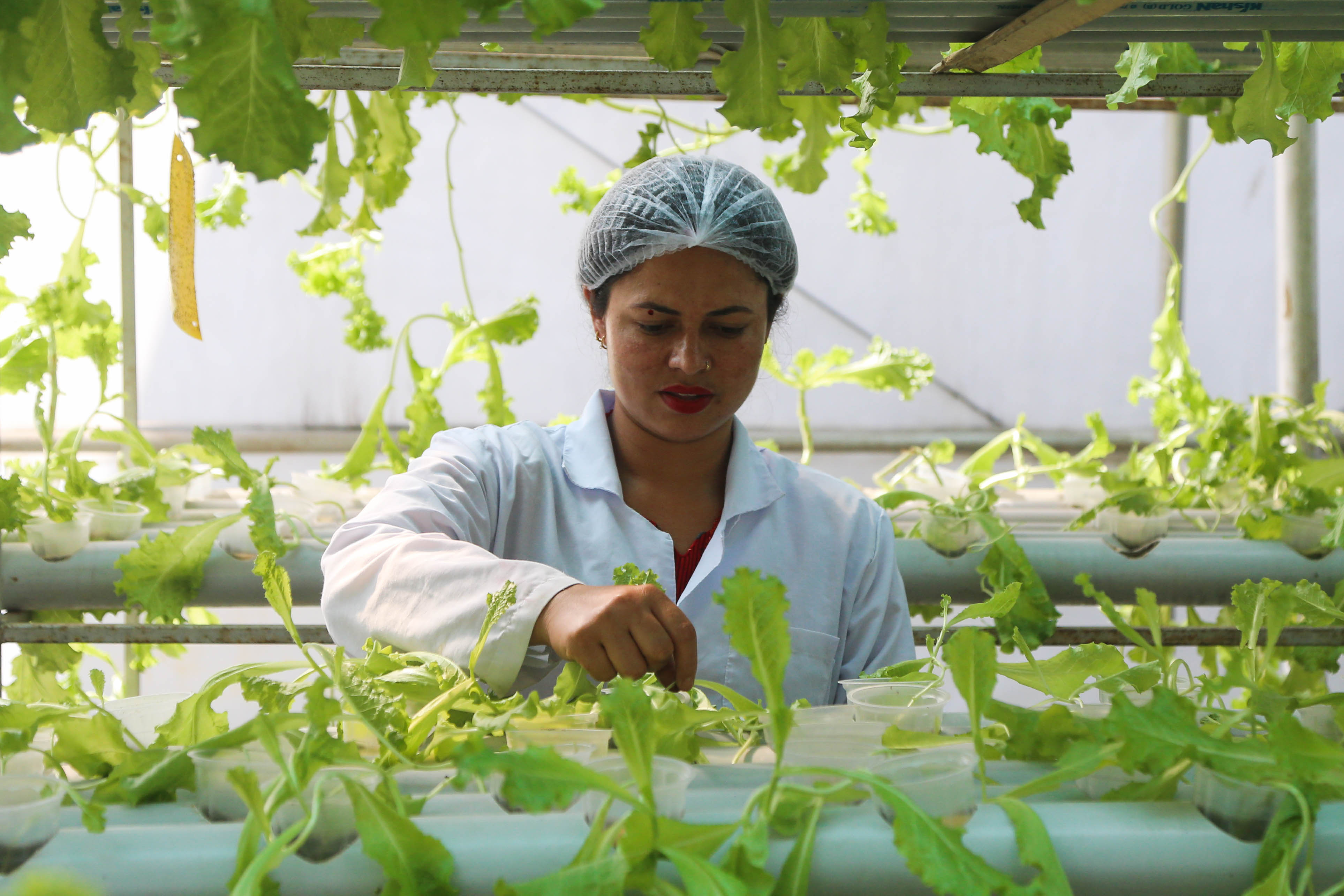 Alternative farming in Kathmandu