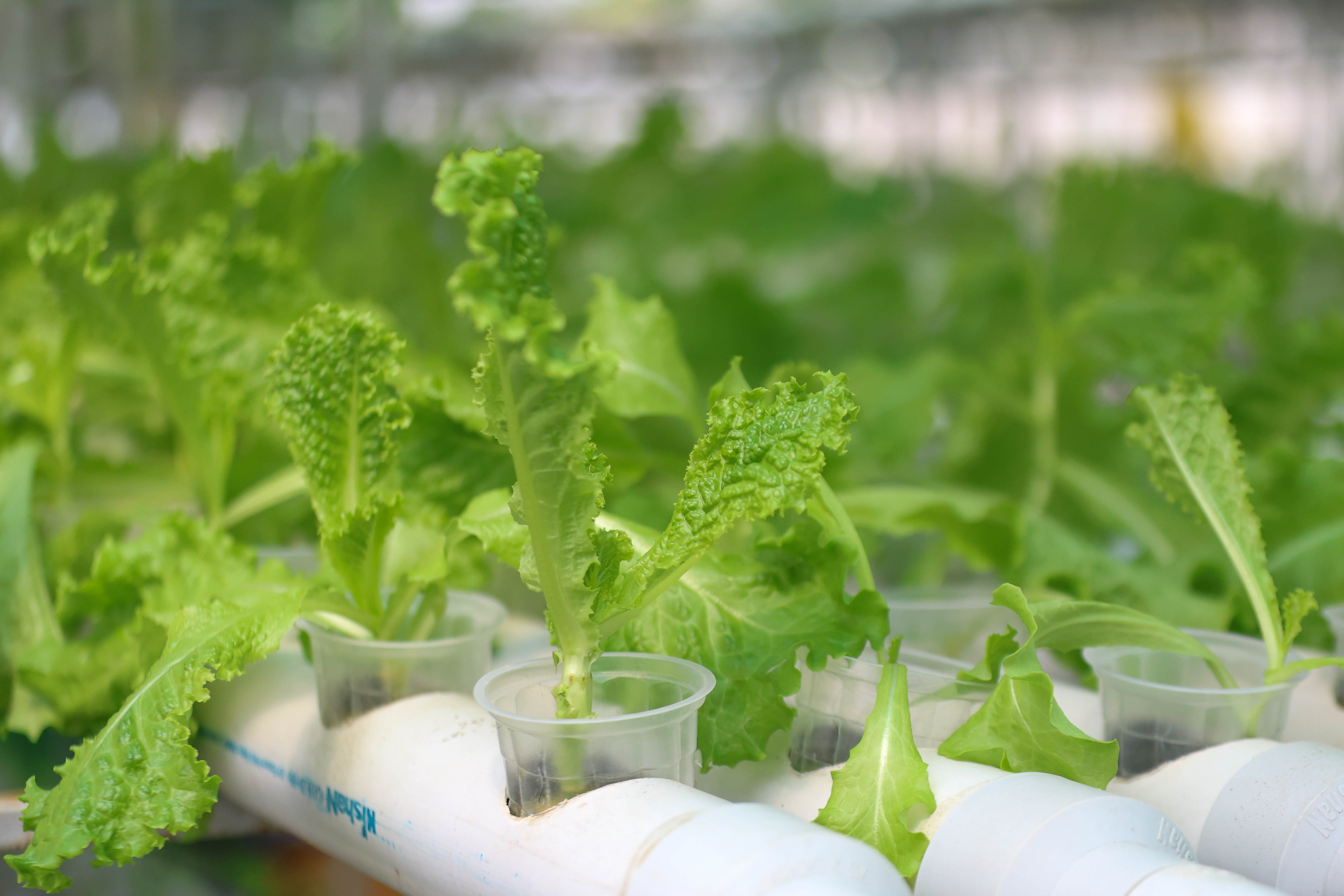 Vertical hydroponics