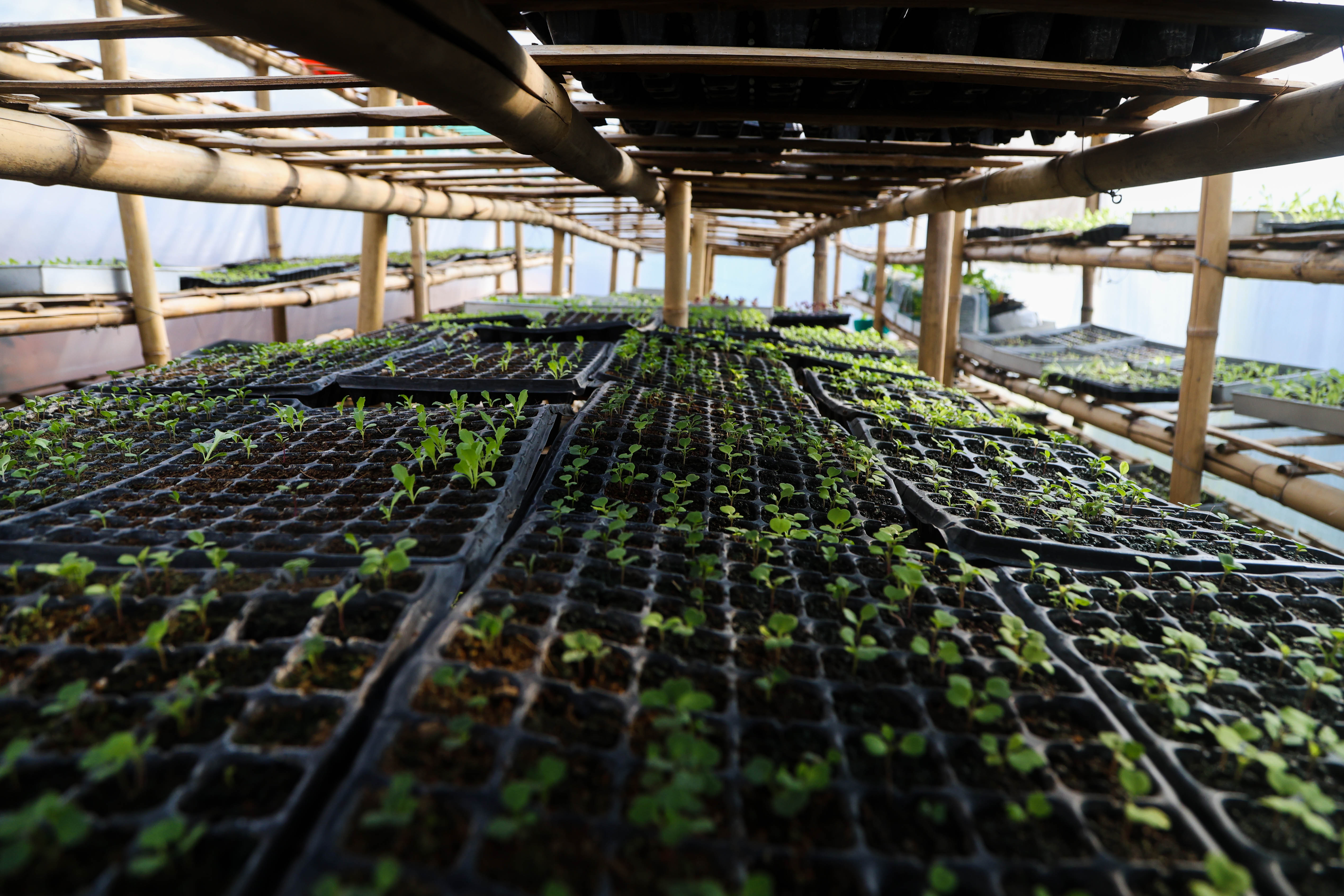 Alternative farming in Kathmandu