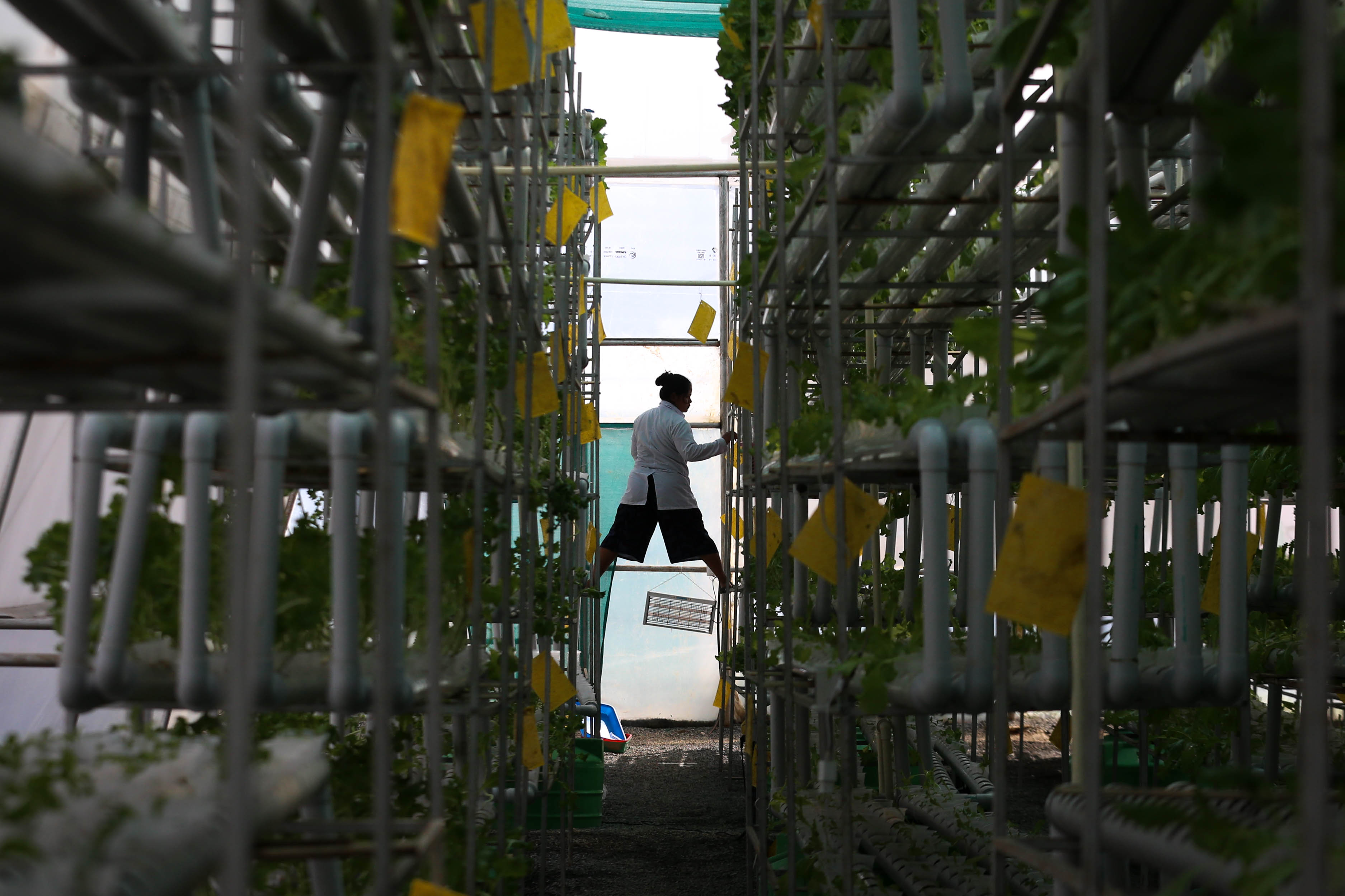 Alternative farm in Kathmandu