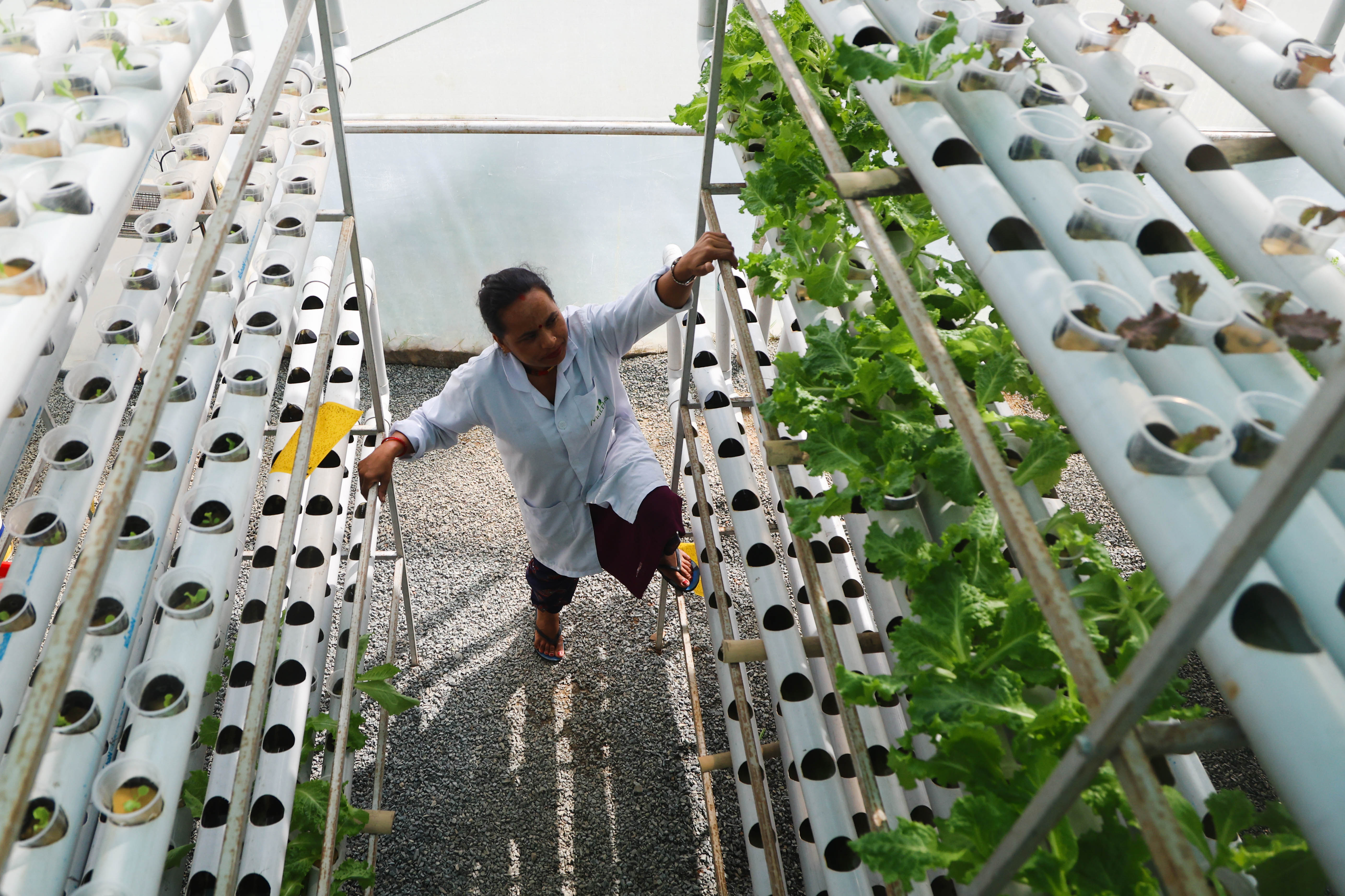 Vertical hydroponics