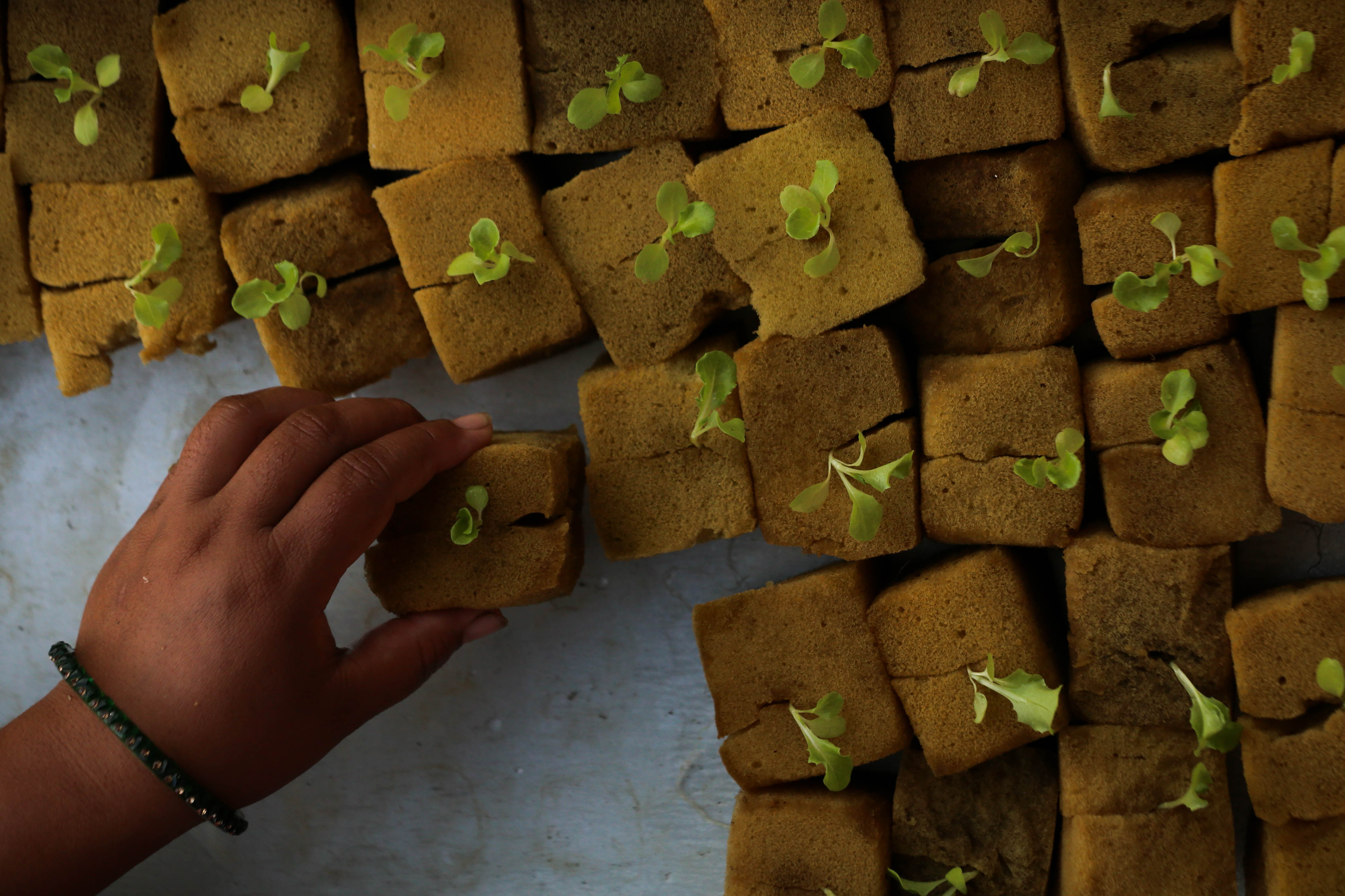 Alternative farming in urban areas