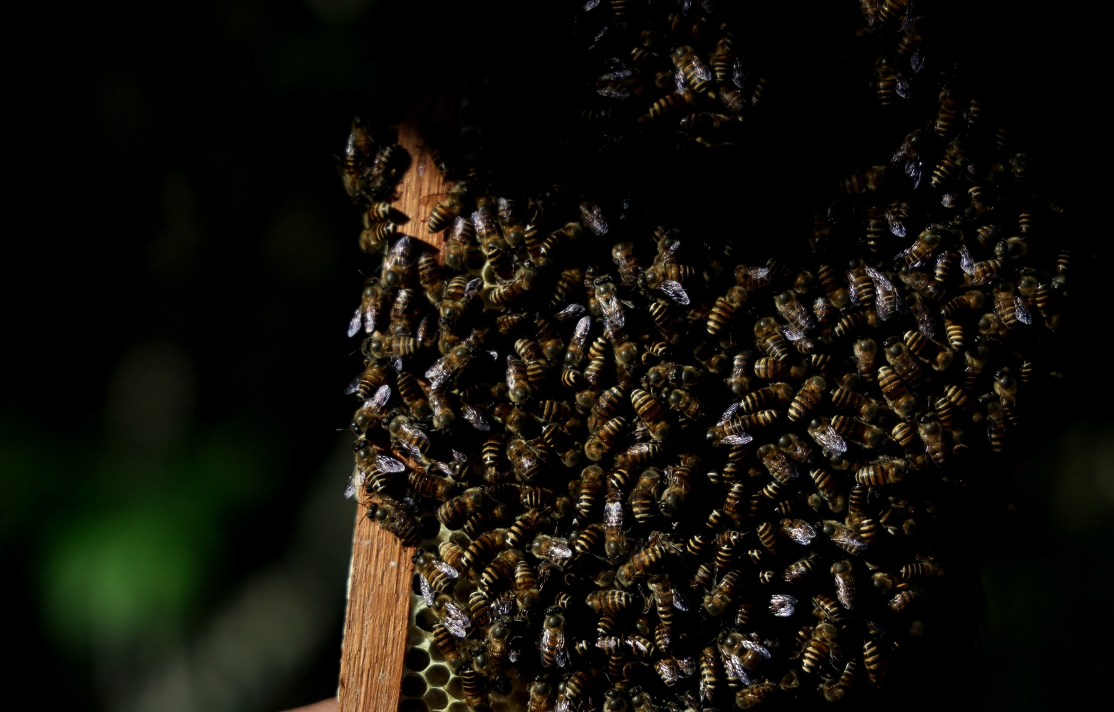 Beekeeping Musikot NT