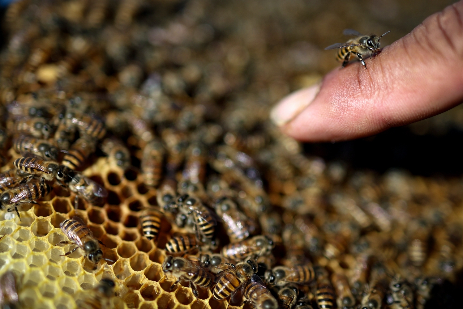 Beekeeping Musikot NT