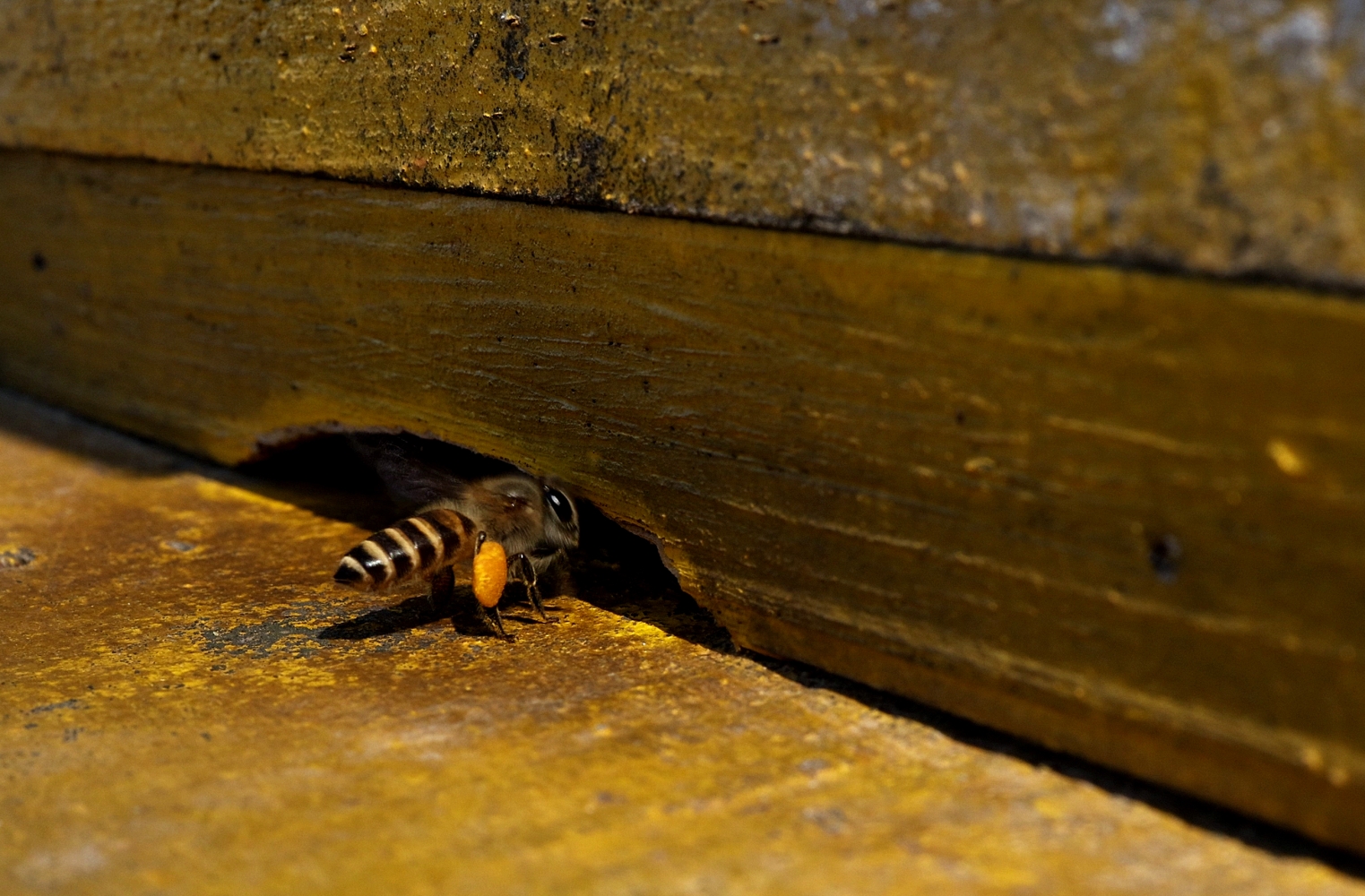 Beekeeping Musikot NT