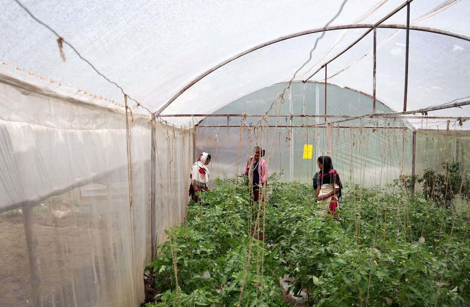 Community farming in Nepal