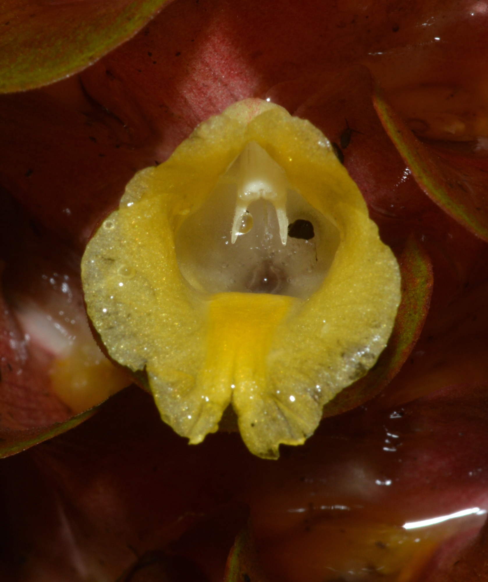 New turmeric species NT