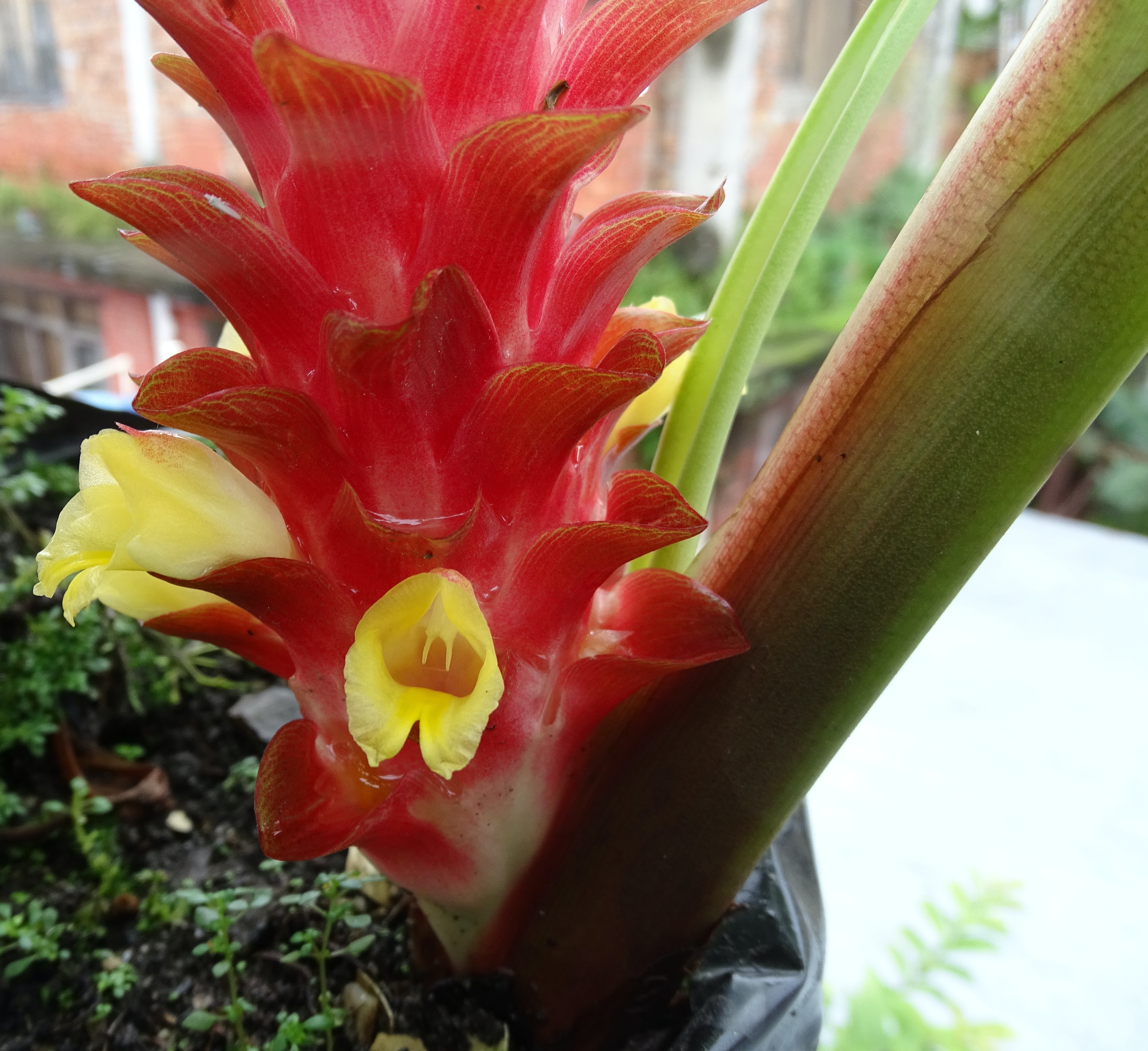 New turmeric species NT