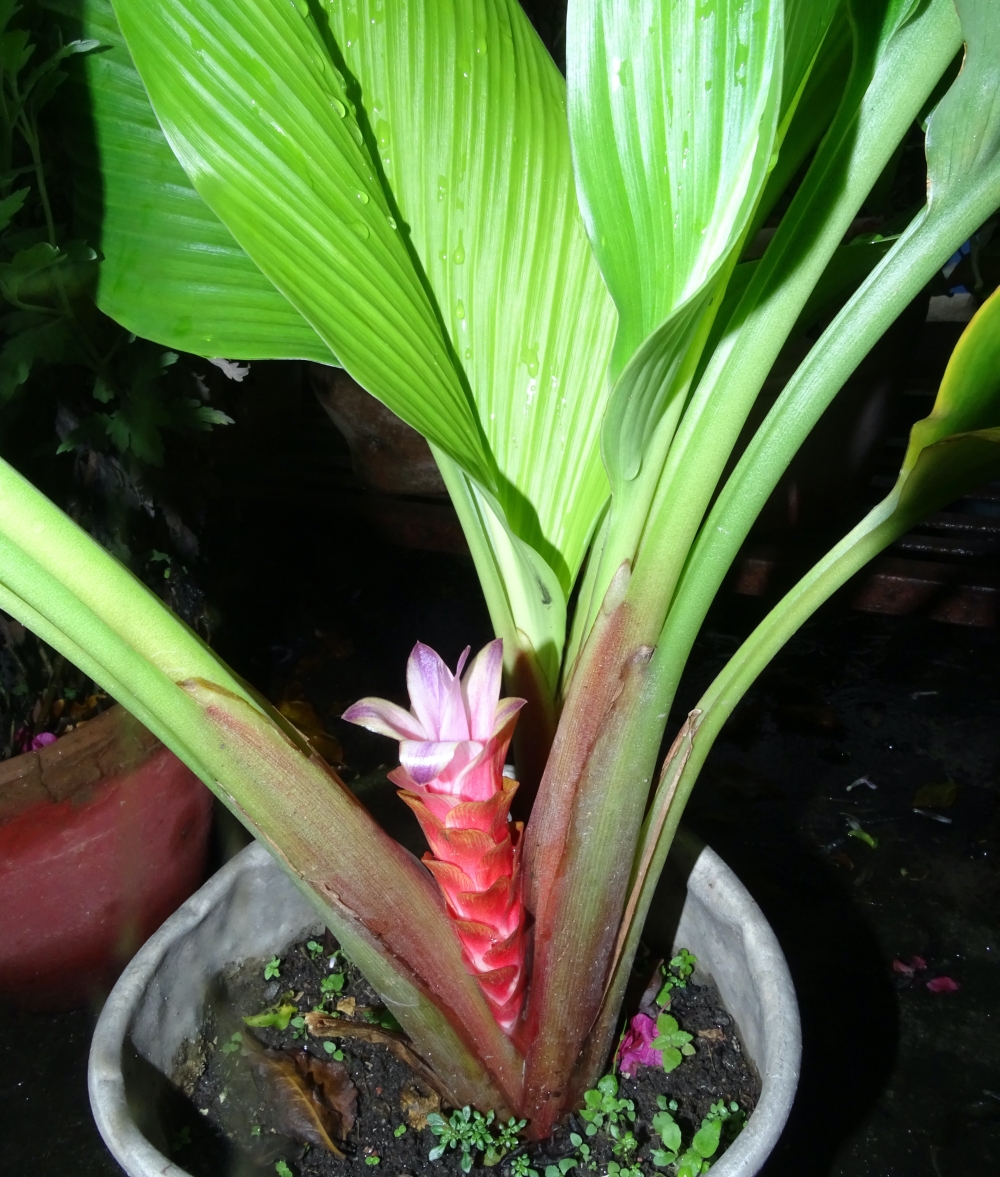 New turmeric species NT