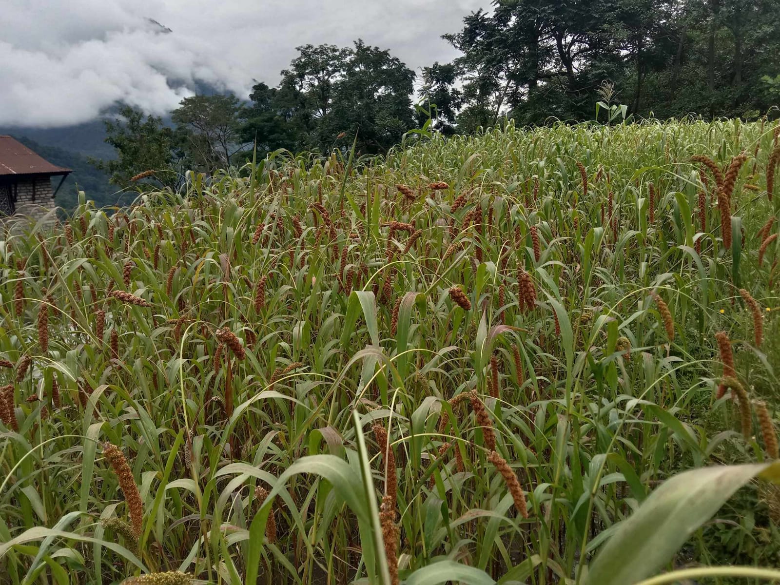Foxtail millet