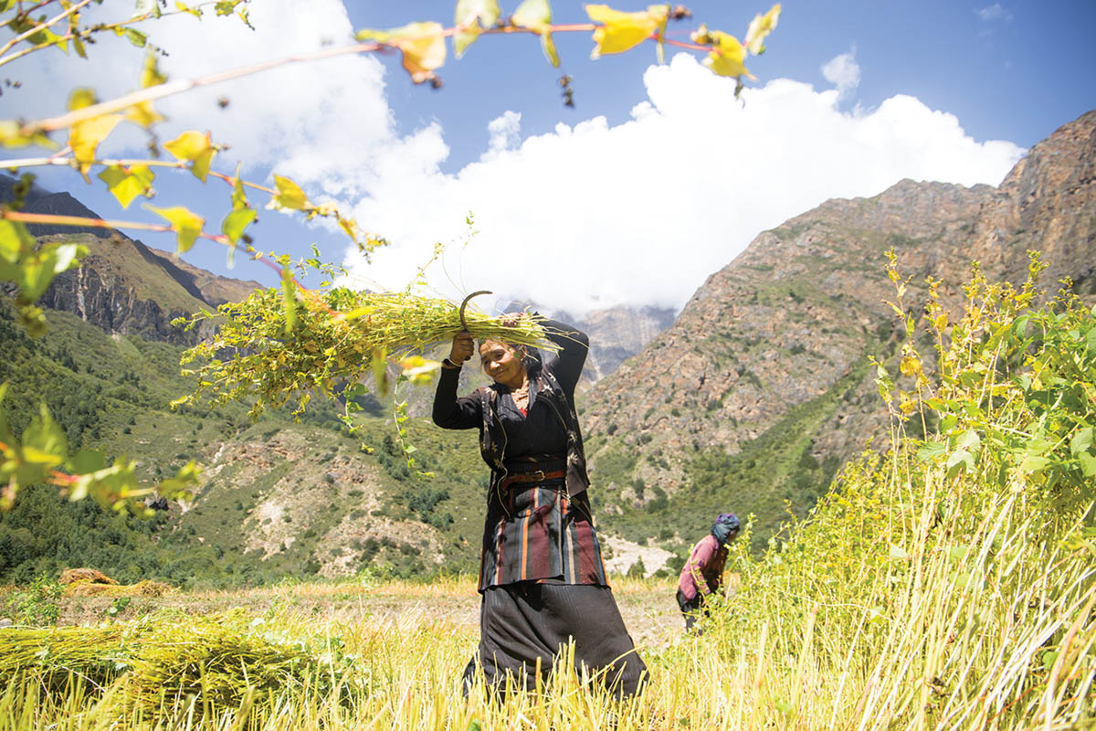 mountain climate