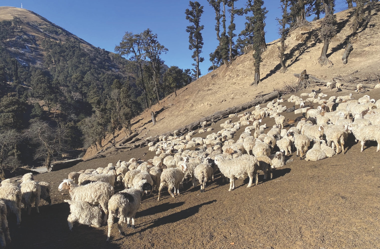 Climate crisis ruins Himalayan pastoralists NT