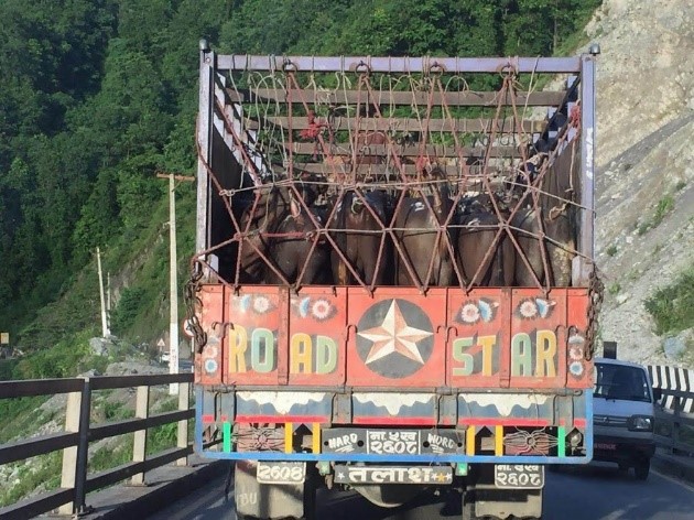 be kind to buffaloes