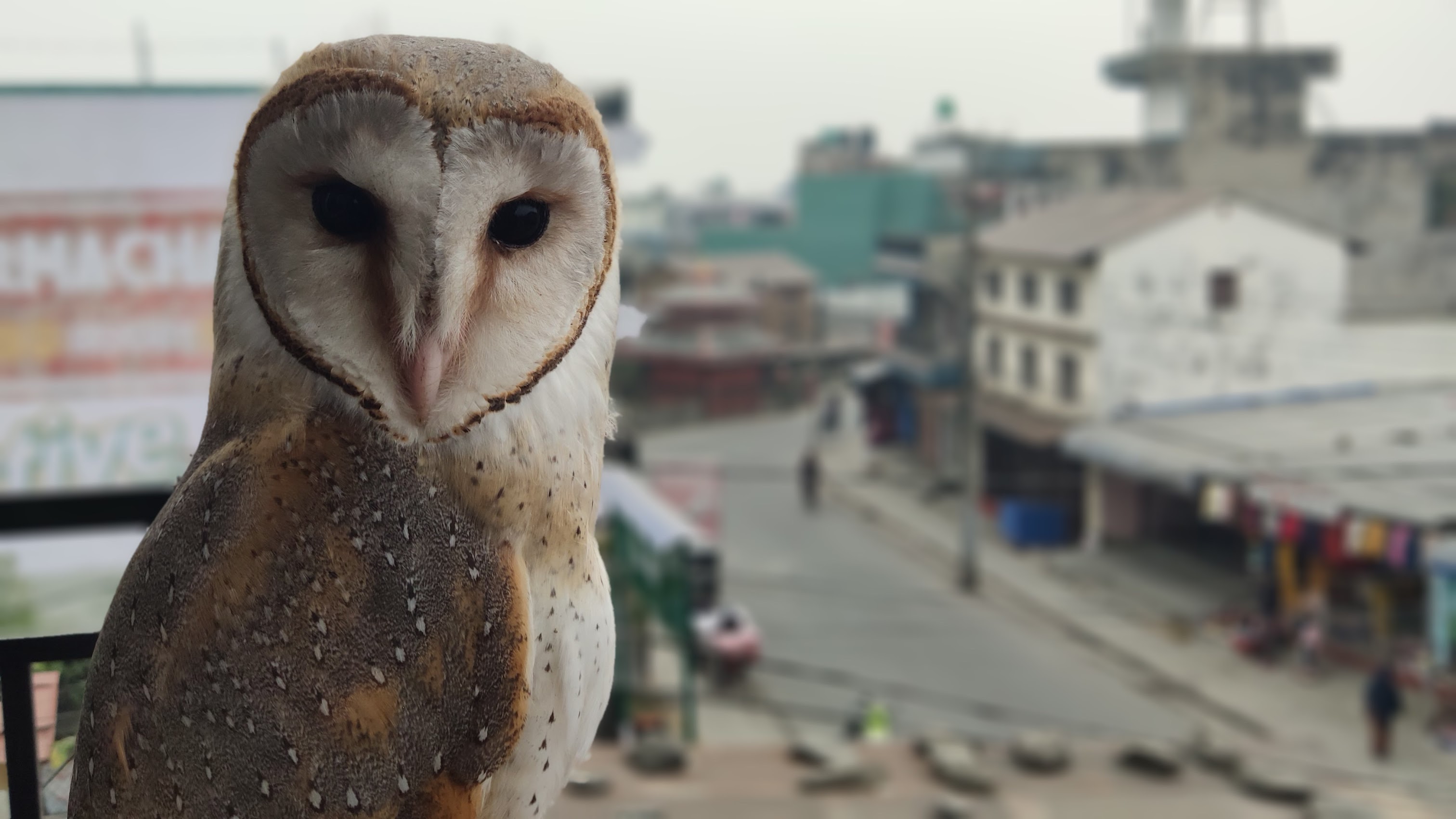 Owl conservation in Nepal