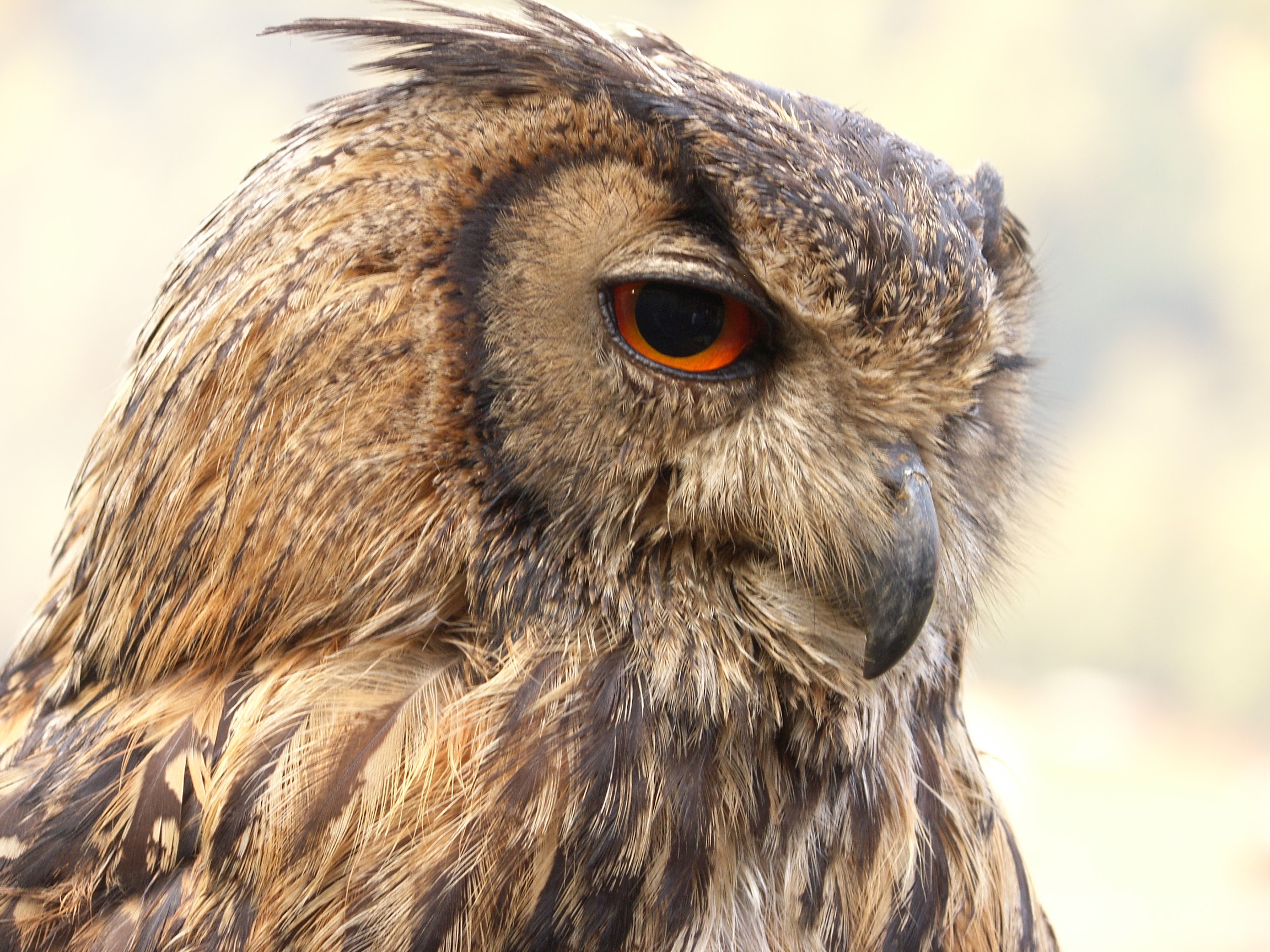 Owl conservation in Nepal
