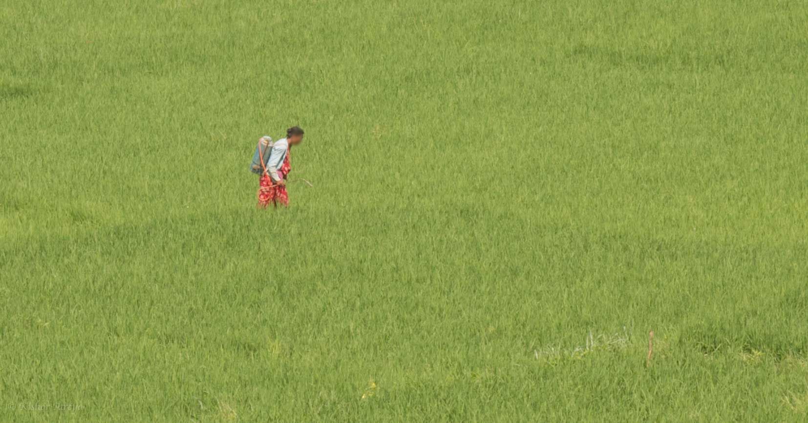 Pesticide use in Nepal NT