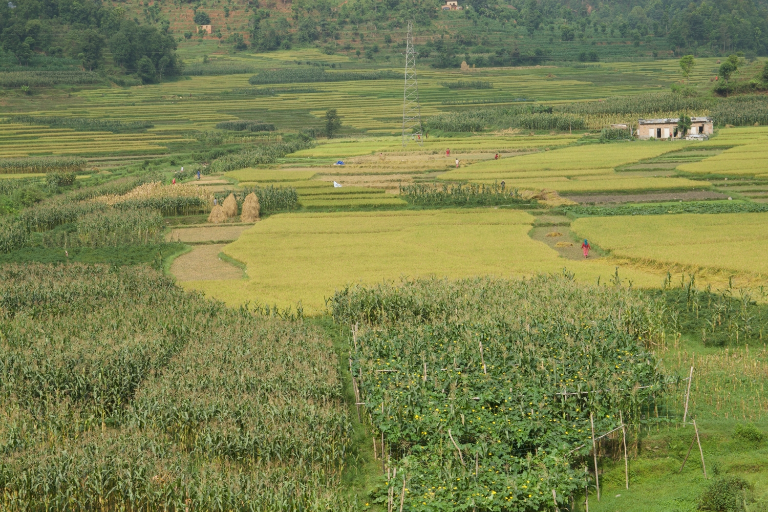 Pesticide use in Nepal NT
