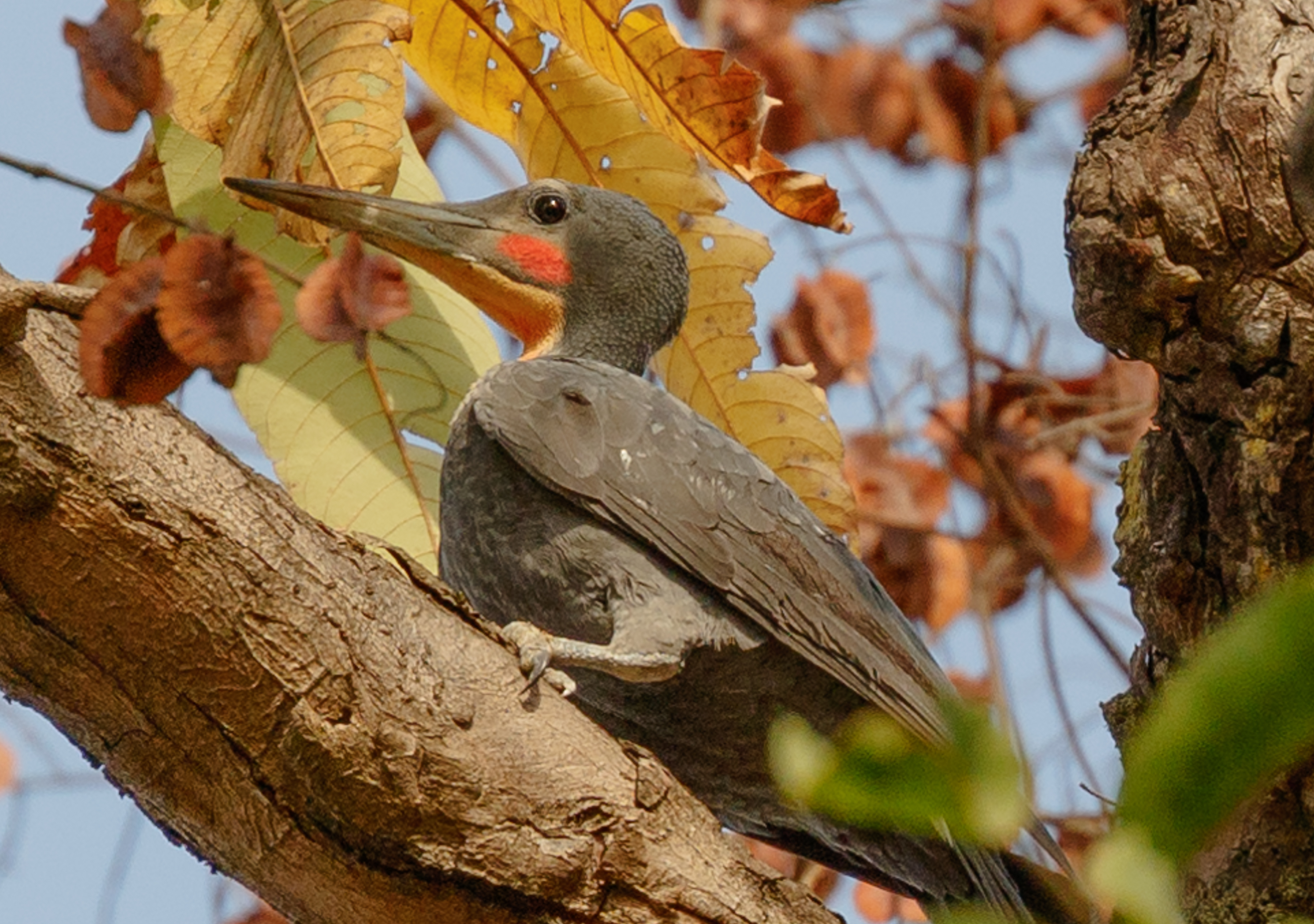 Great Slaty Woodpecker