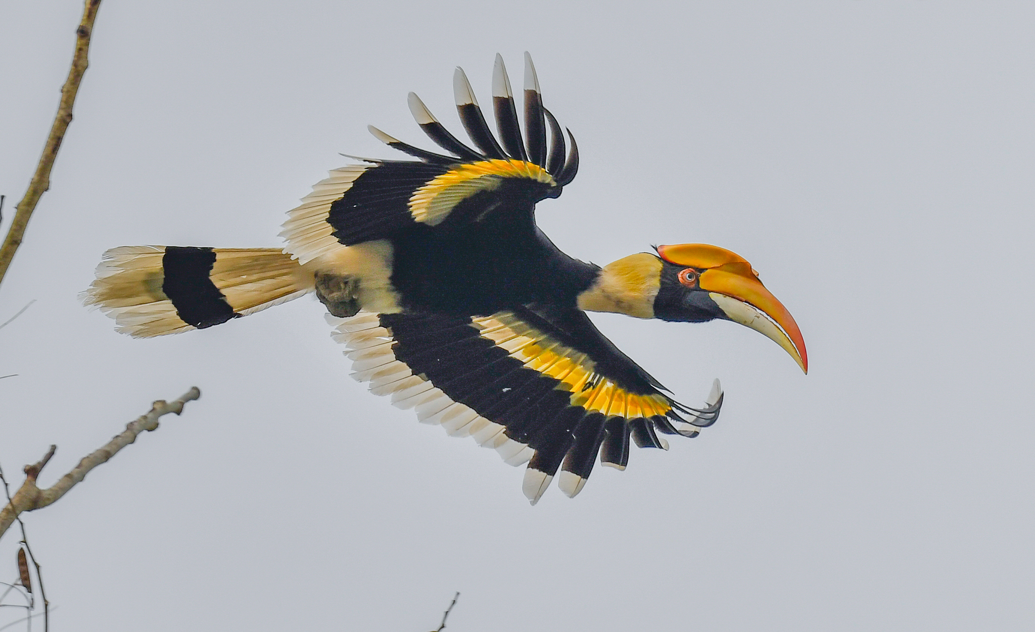 The Great Hornbill