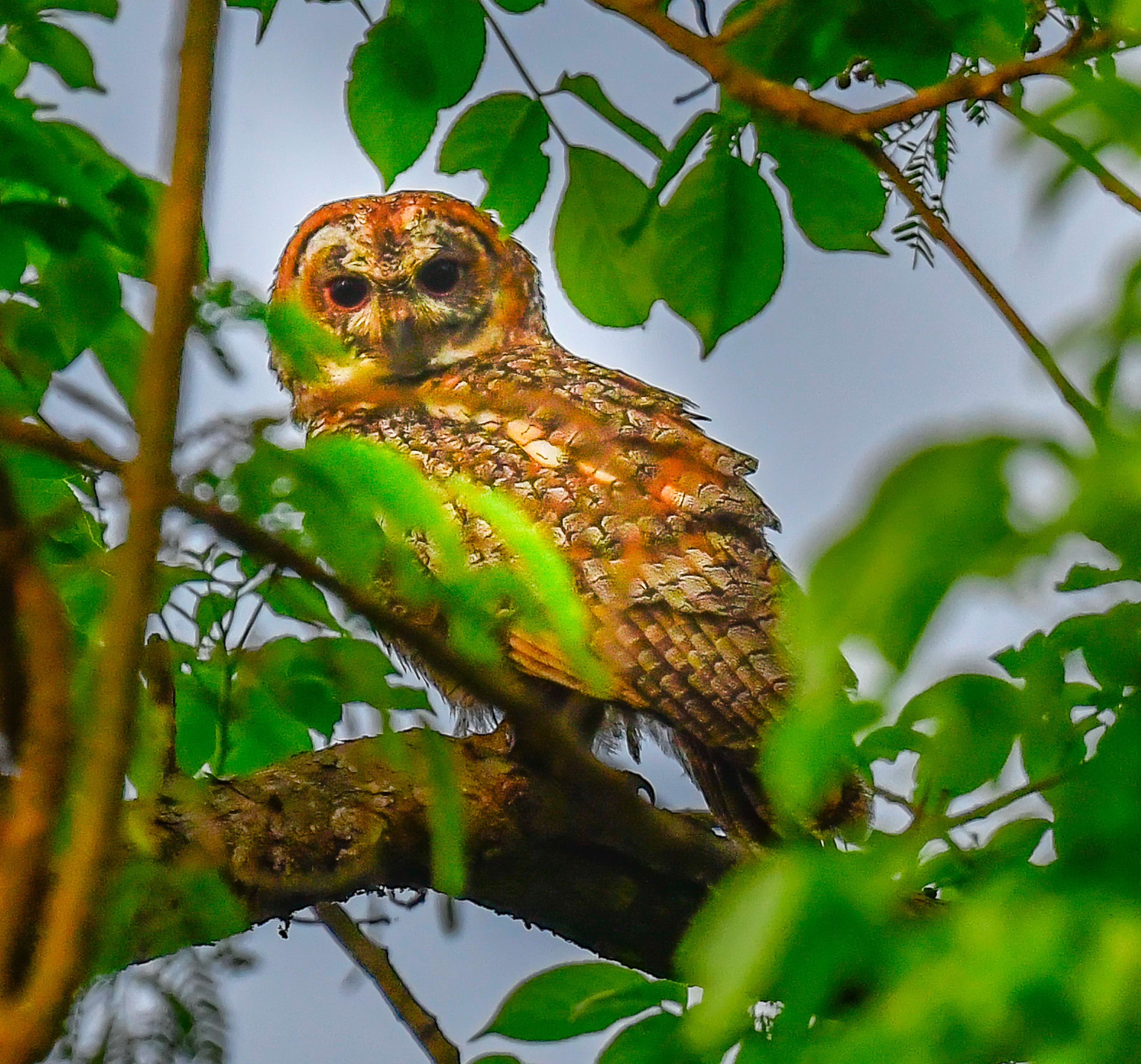 The Mottled Wood Owl NT