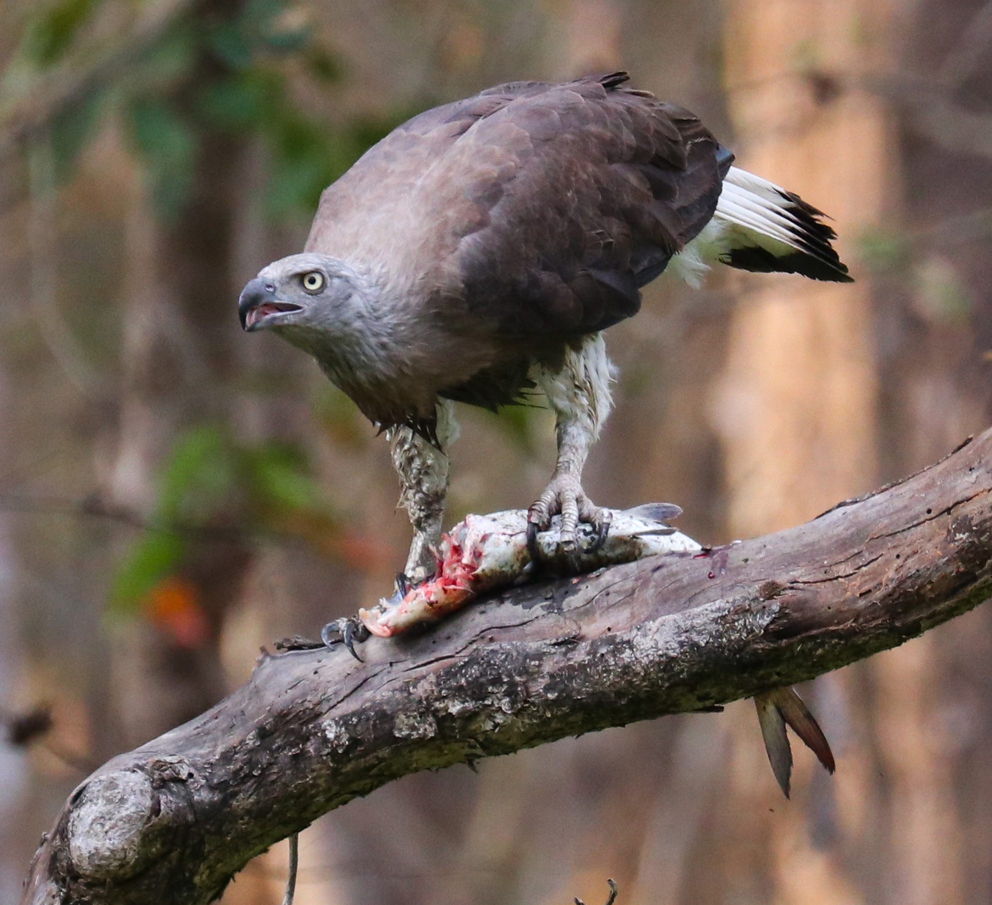 Grey-headed Fish-Eagle