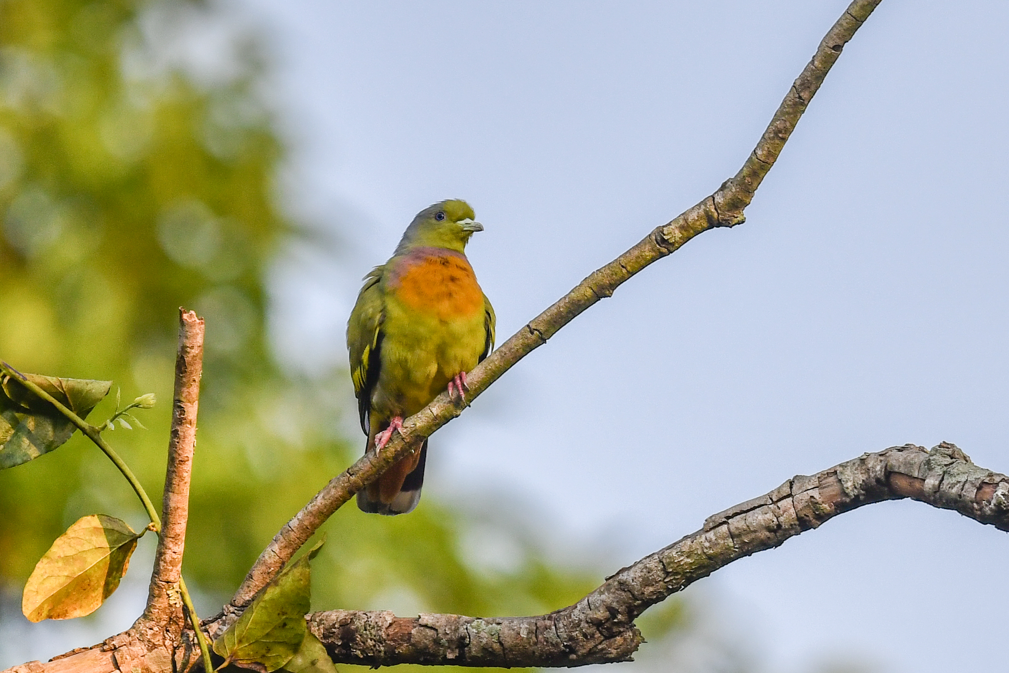 Orange-breasted Green Pigeon.