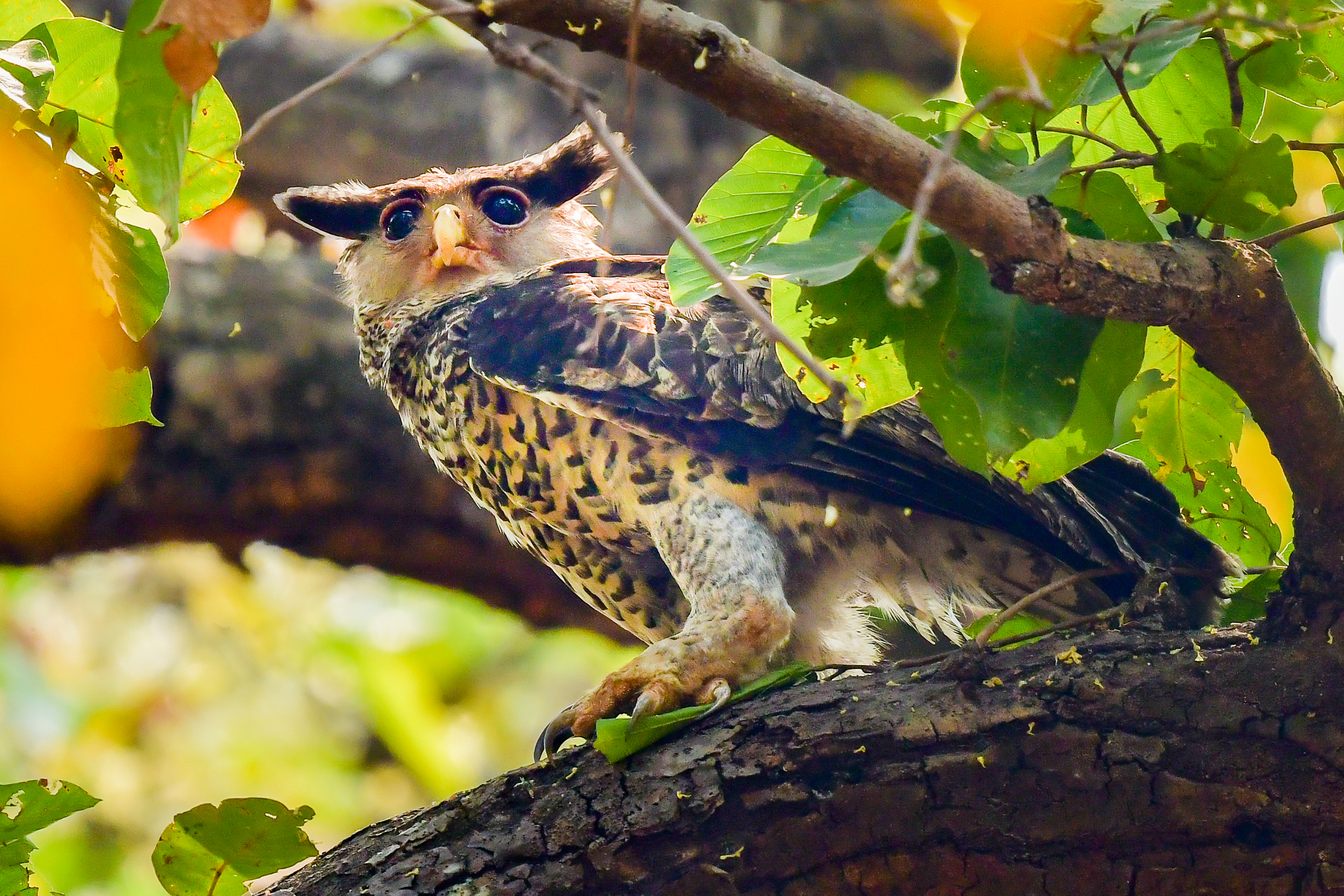 Spot Bellied Eagle Owl.