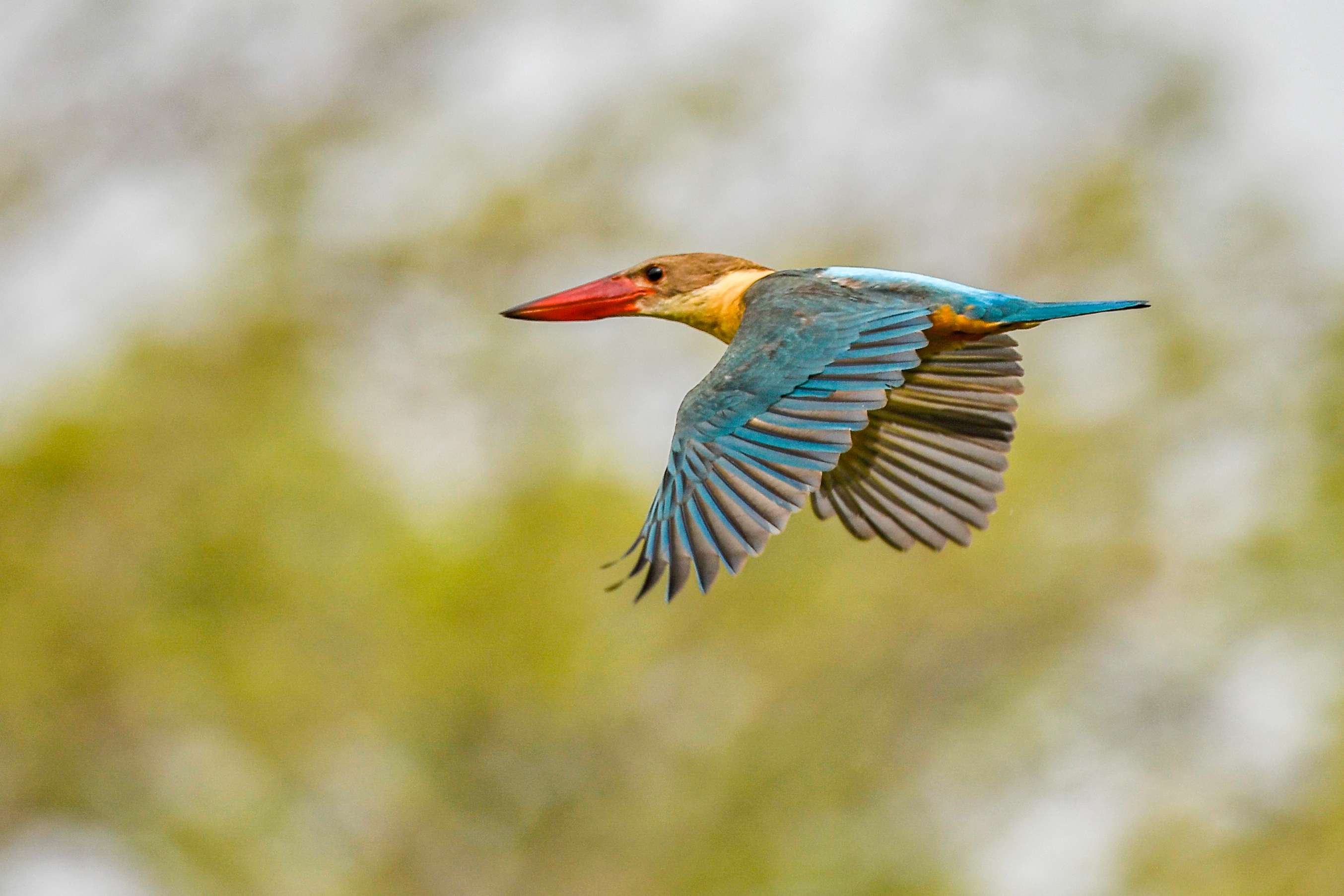 Stork-billed Kingfisher