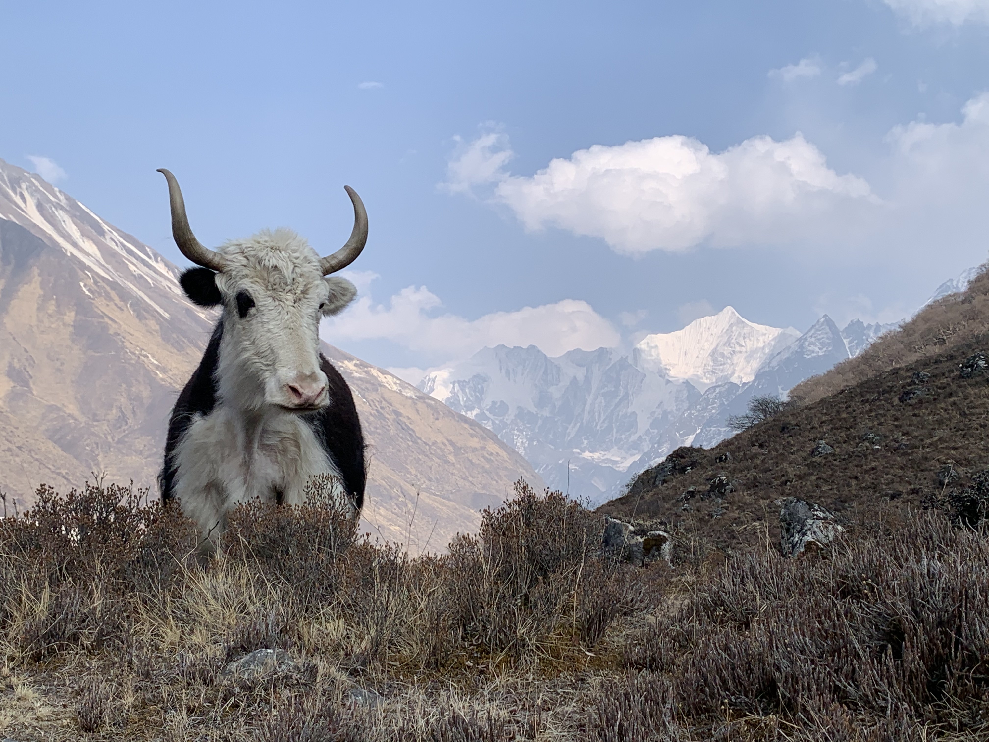 Yak climate crisis outmigration Nepal NT 1