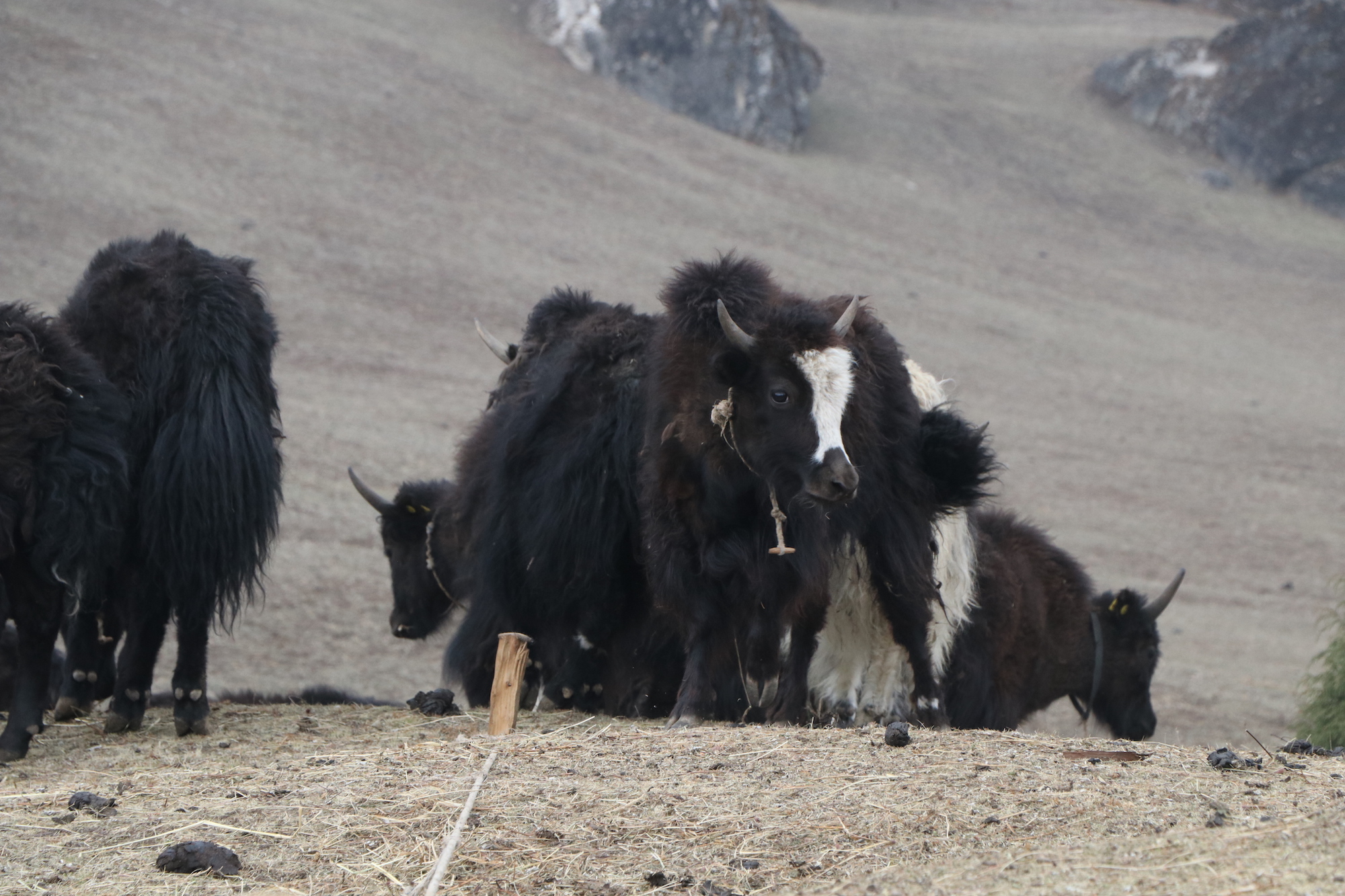 Yaks