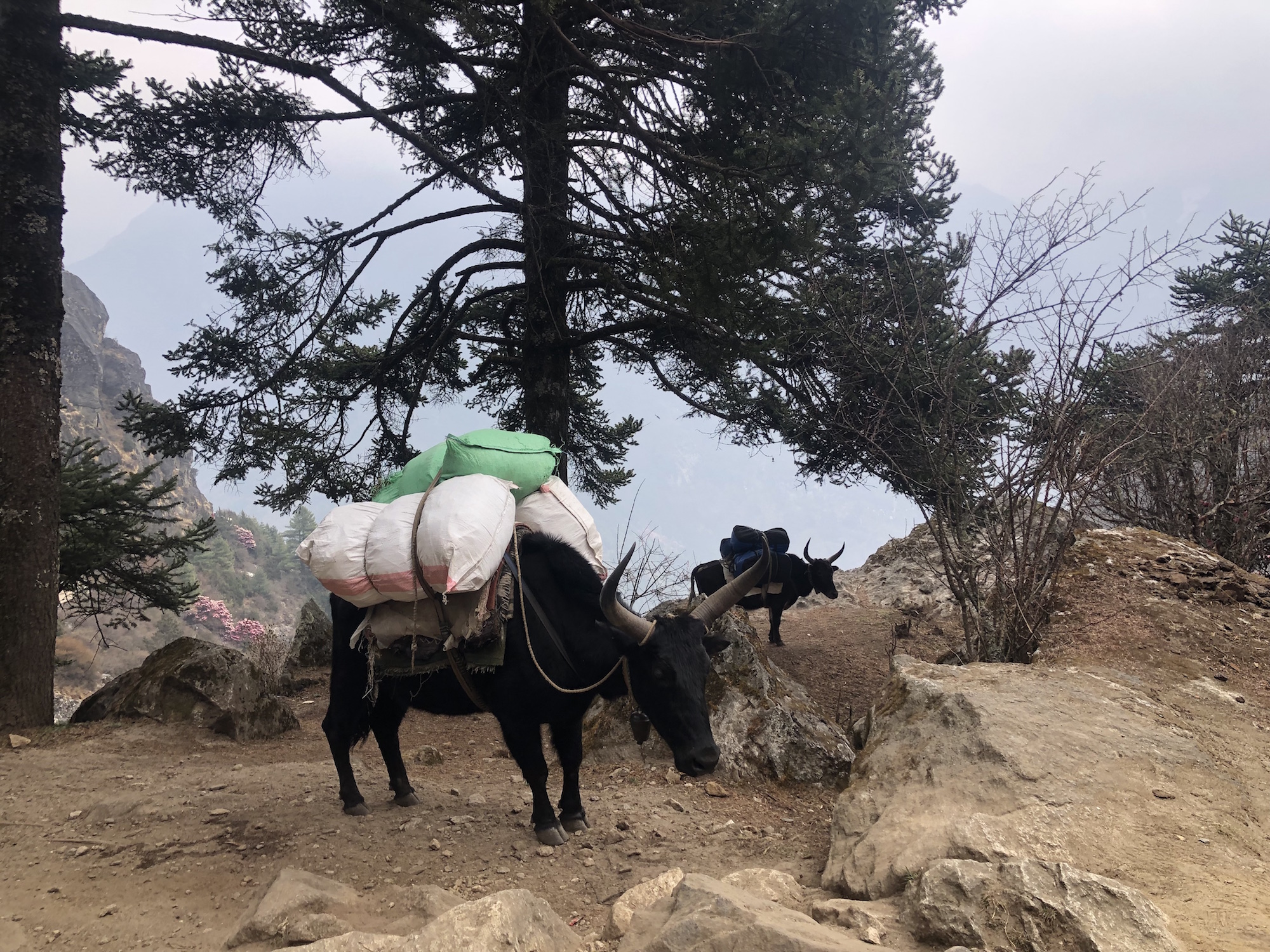 Yaks