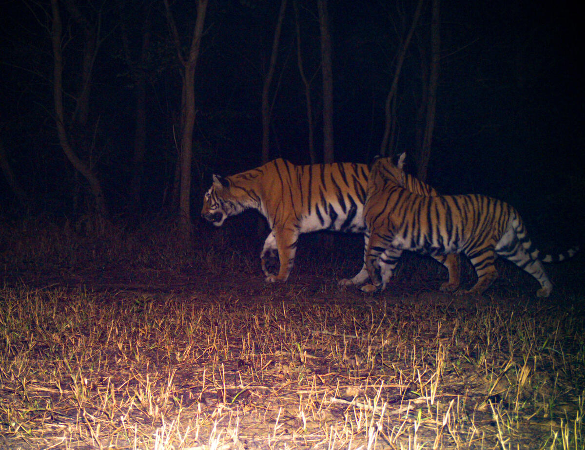 Tigers in Nepal NT 5